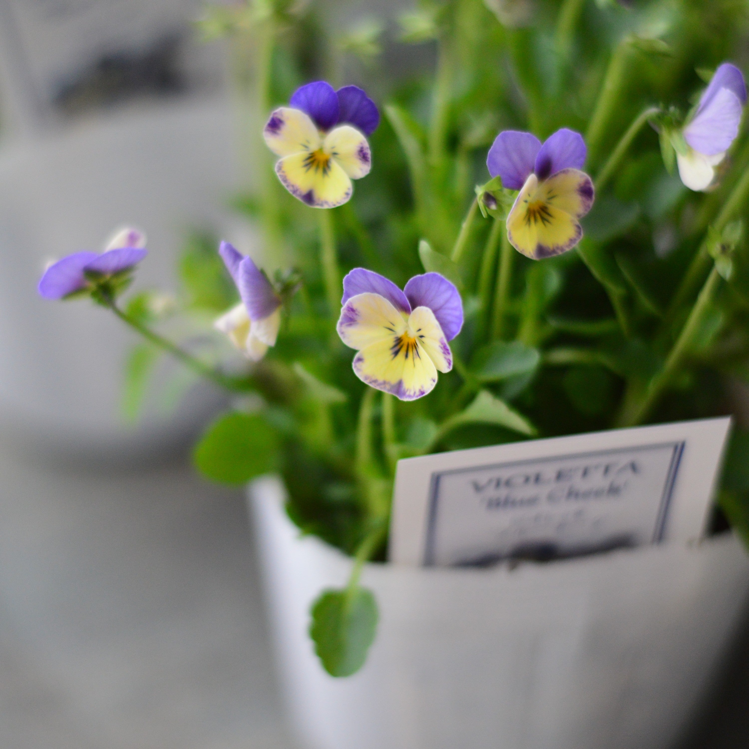 【かわいい】 小輪ビオラ ビオレッタ 『ブルーチーク』 3.5寸POT