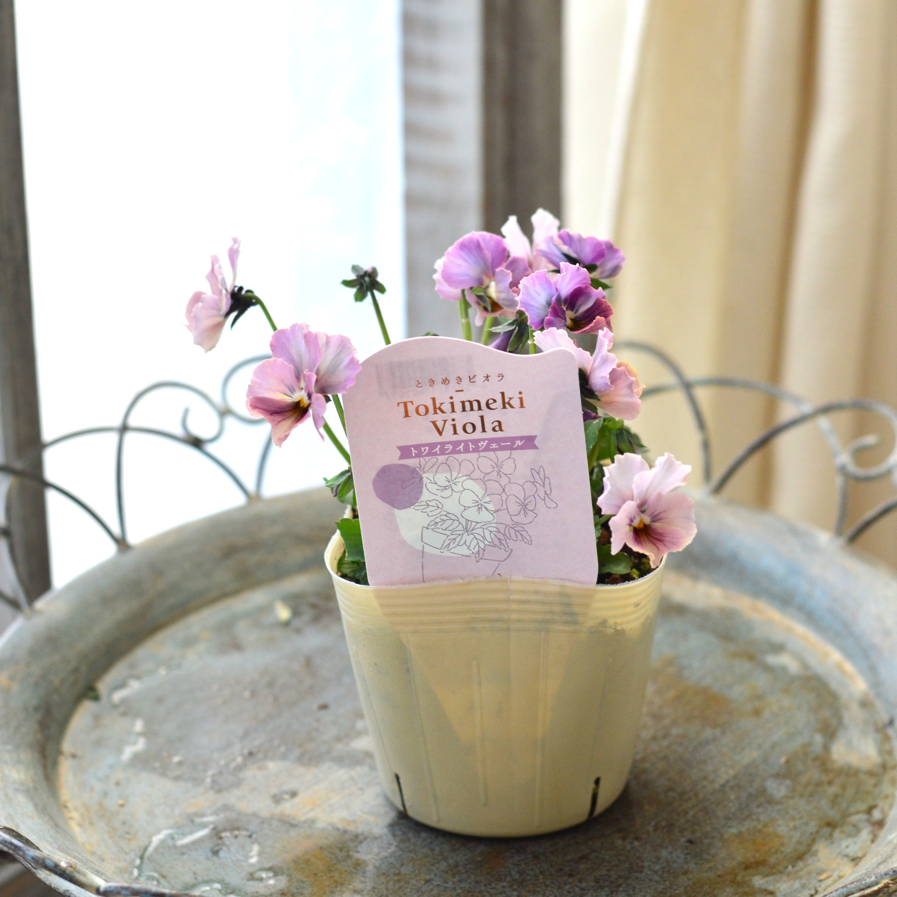 【希少】 ときめきビオラ 『トワイライトヴェール』 3.5寸POT