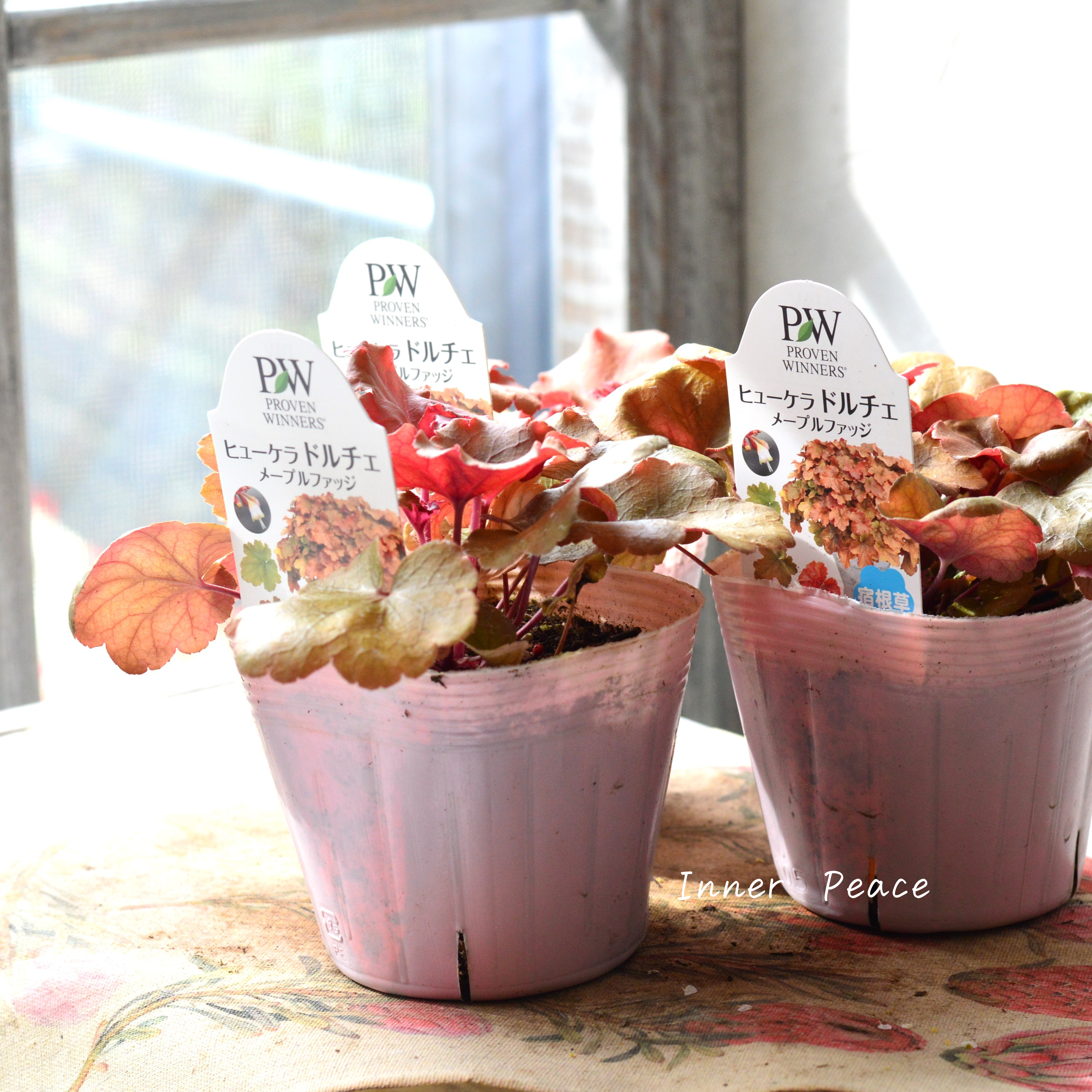 【PW】 ヒューケラ ドルチェ 『メープルファッジ』 3.5寸POT