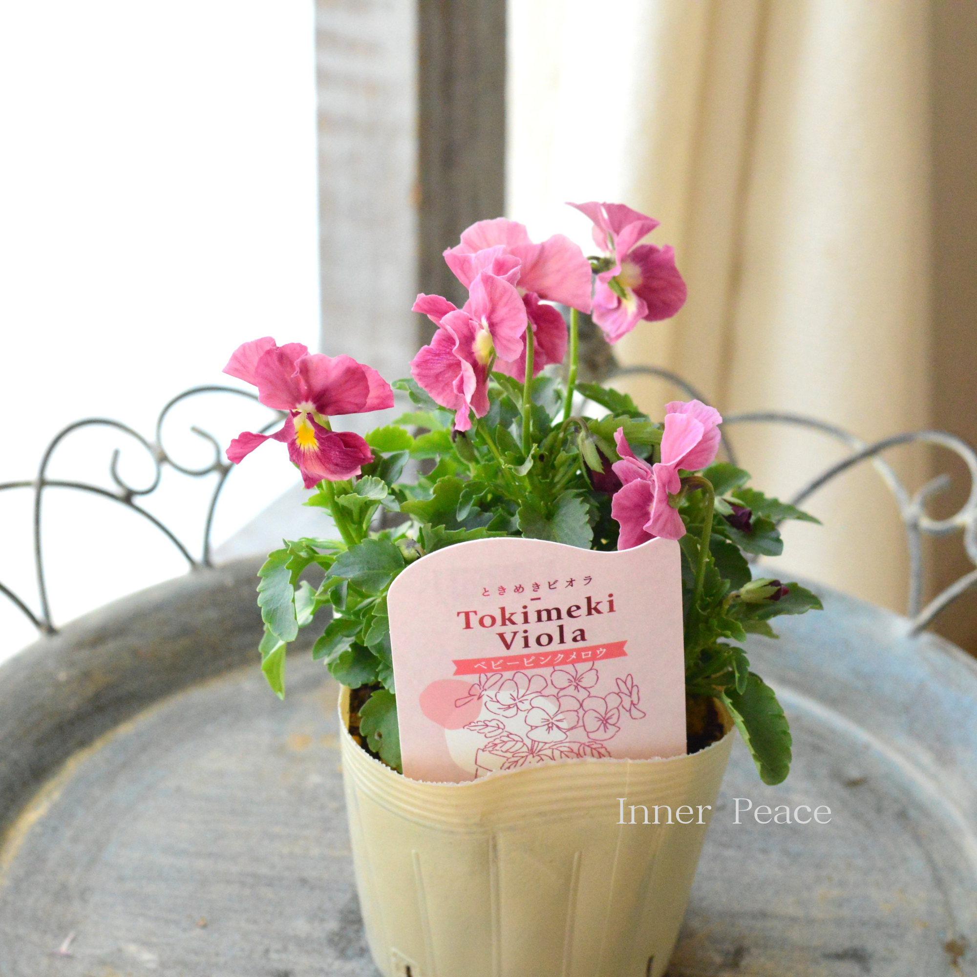 【奥田園芸さん】 ときめきビオラ 『ベビーピンクメロウ』 3.5寸POT