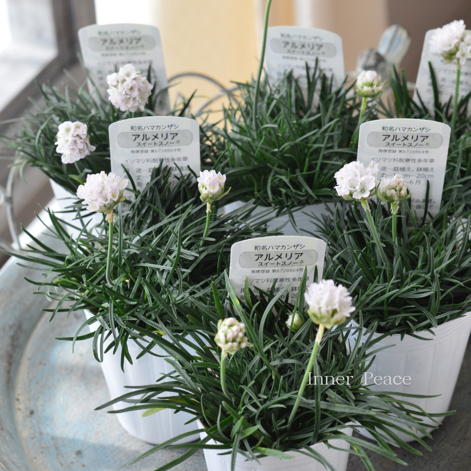 【かわいい】 アルメリア 『スイートスノー』 2.5寸ロングPOT