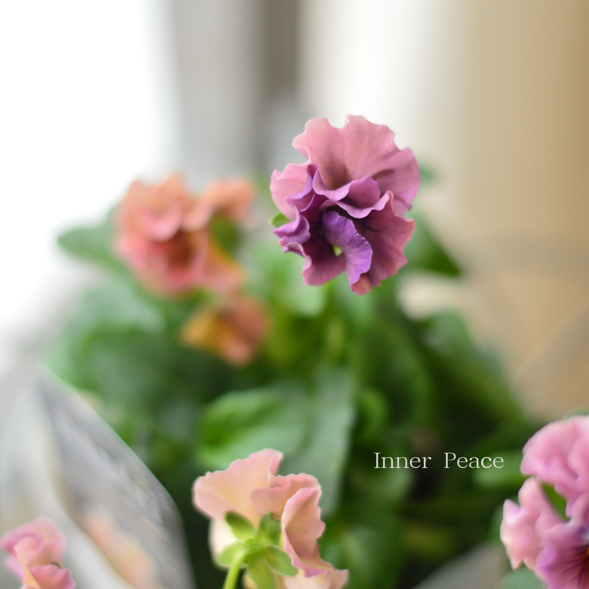 【桂楓園さんオリジナル】 パンジー 『pasfri ~パスフリ~・1番』 3.5寸POT