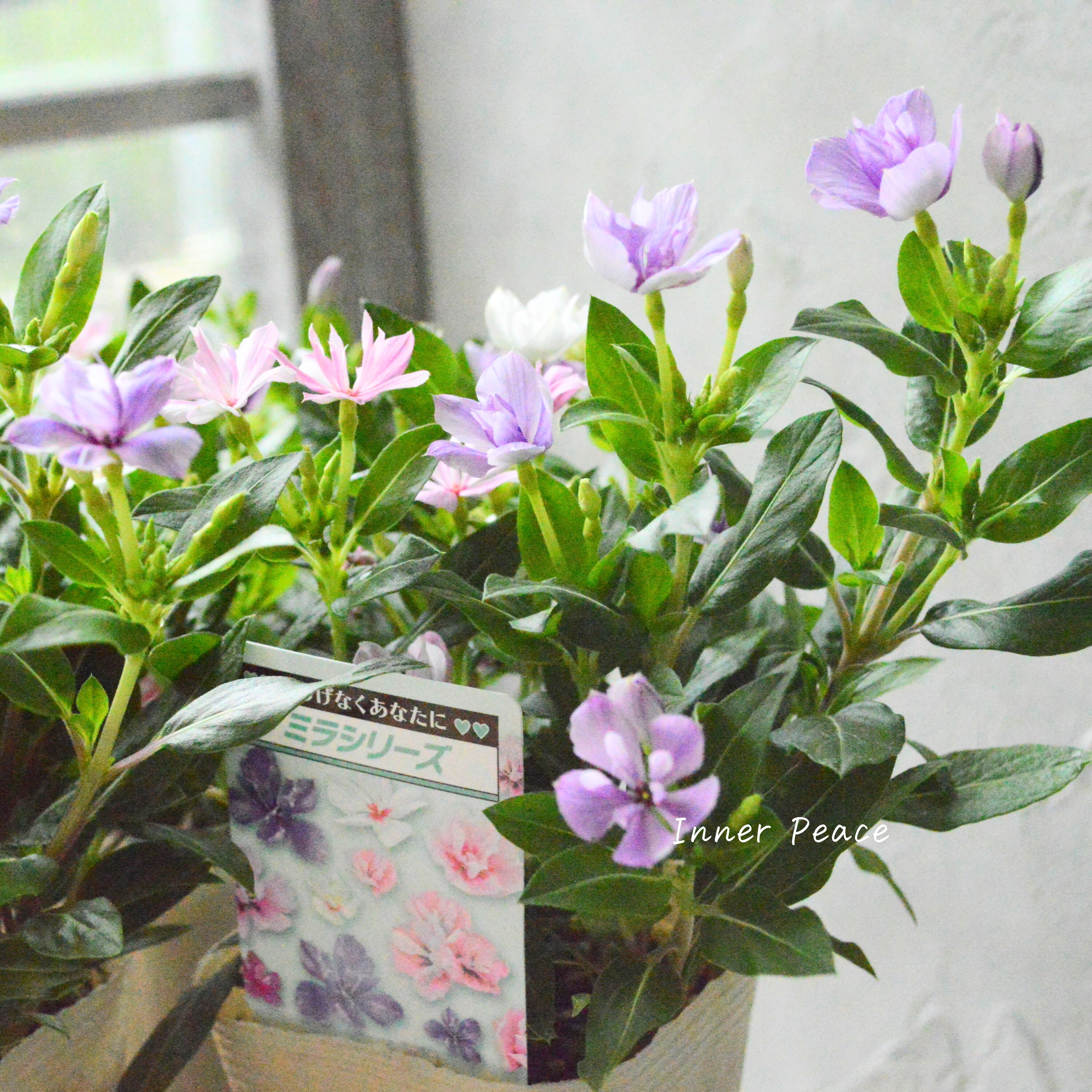 【北島園芸さん】 ニチニチソウ・ミックス植え 『ミラミックス』 3.5寸POT