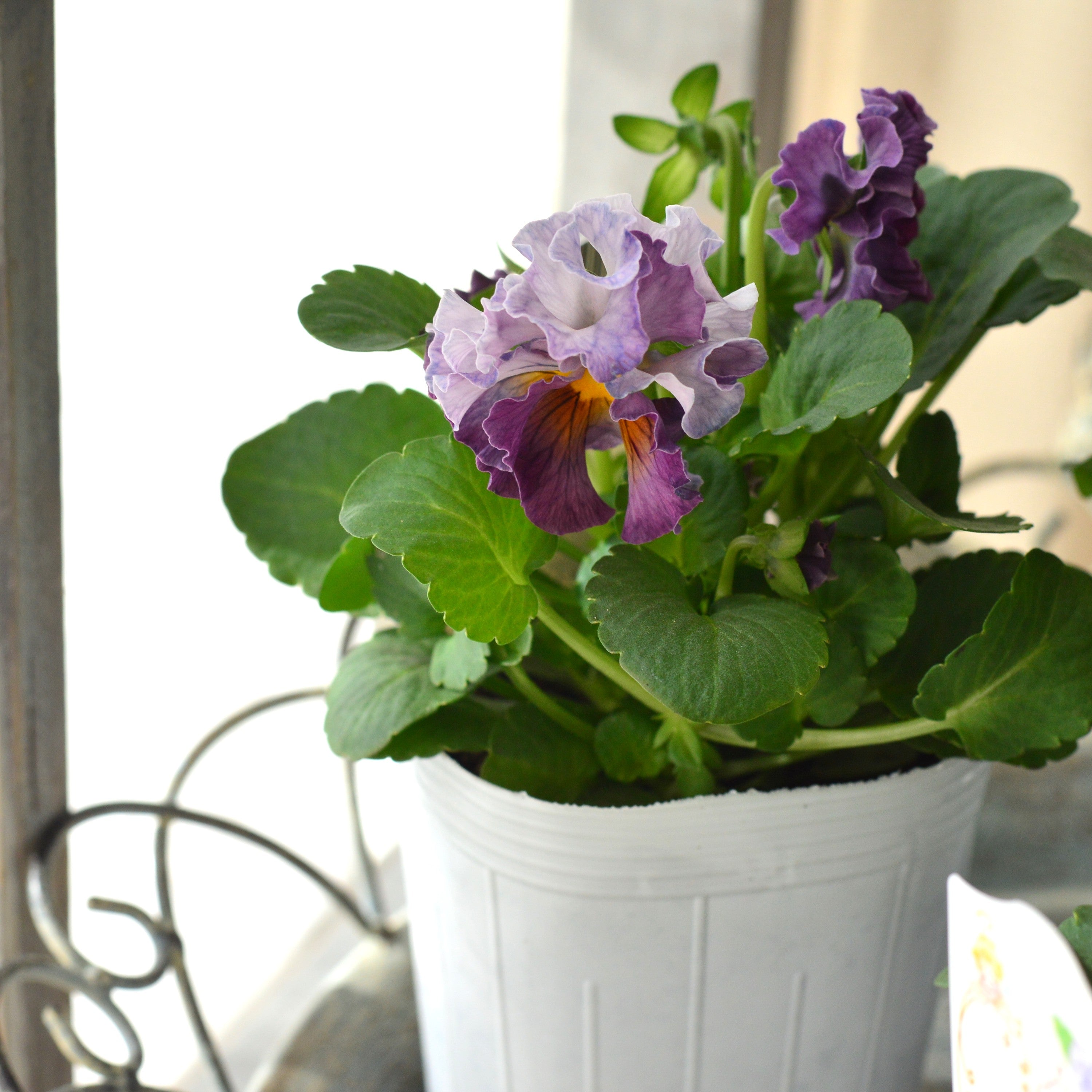 【松原園芸さん】 パンジー 『スリールドランジュ・パープル系』 3寸POT