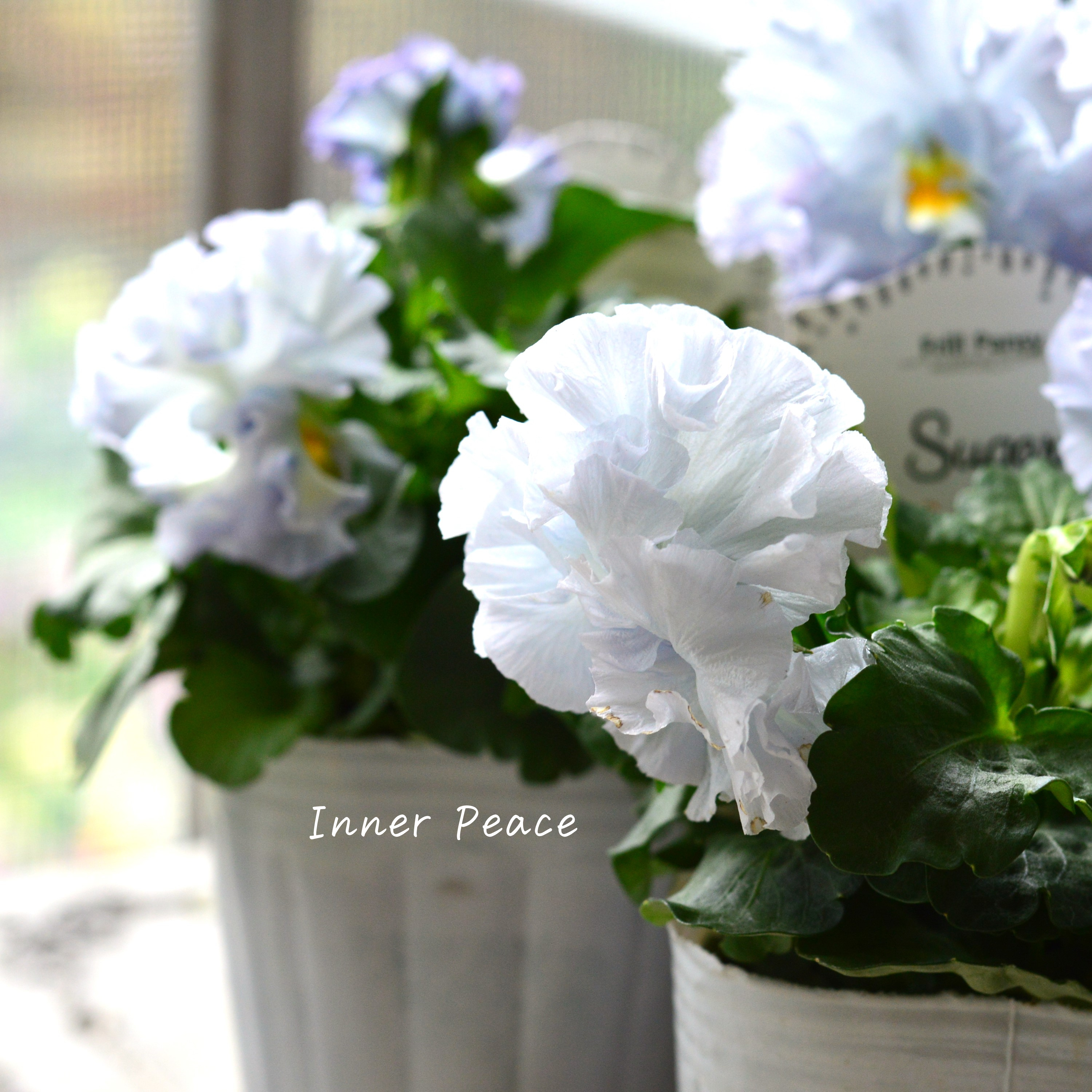 【湘南Berryさん】 フリルパンジー 『シュガーボンボン・ブルー系』 3寸POT