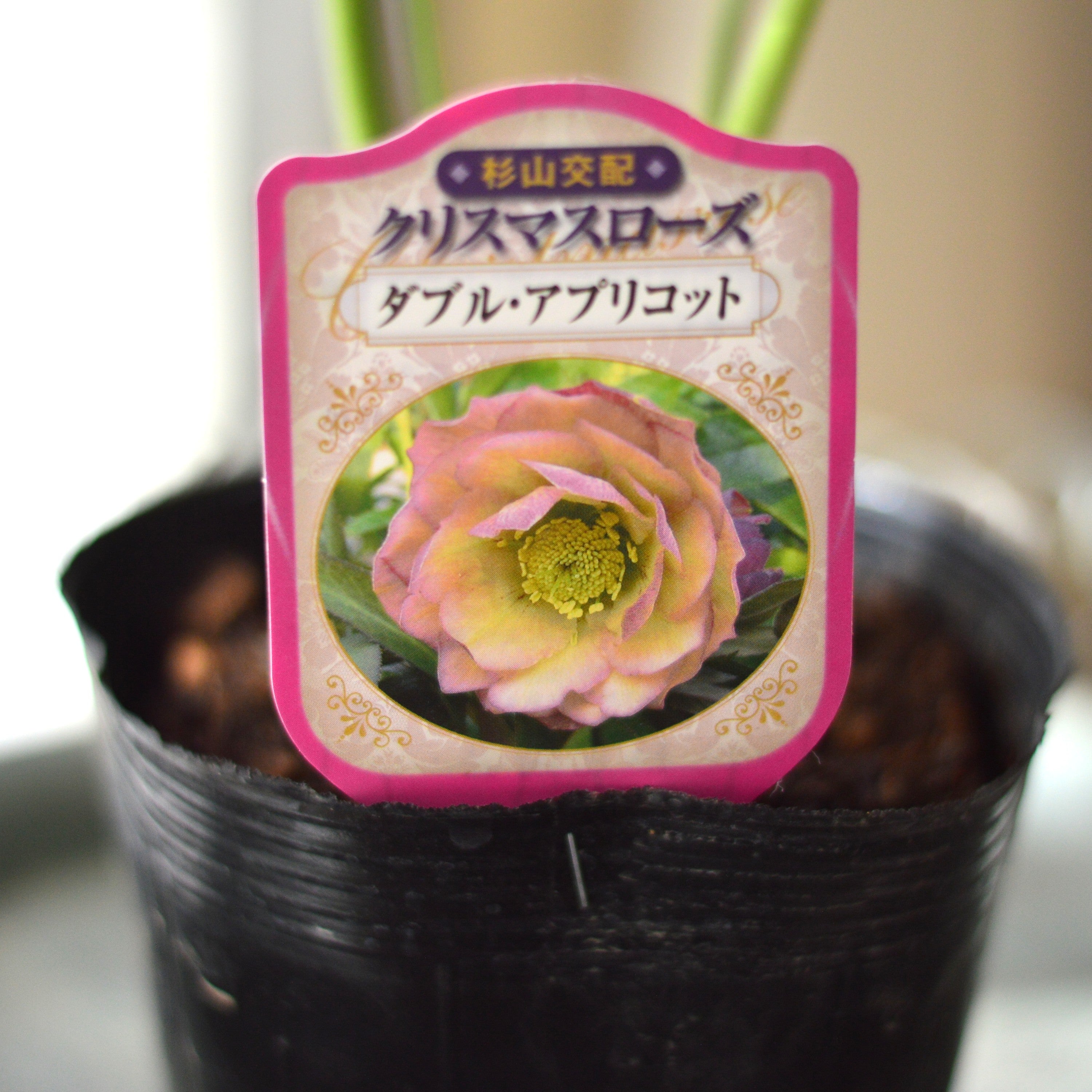 【杉光園芸さん】 クリスマスローズ 『ダブル・アプリコット』 4寸POT