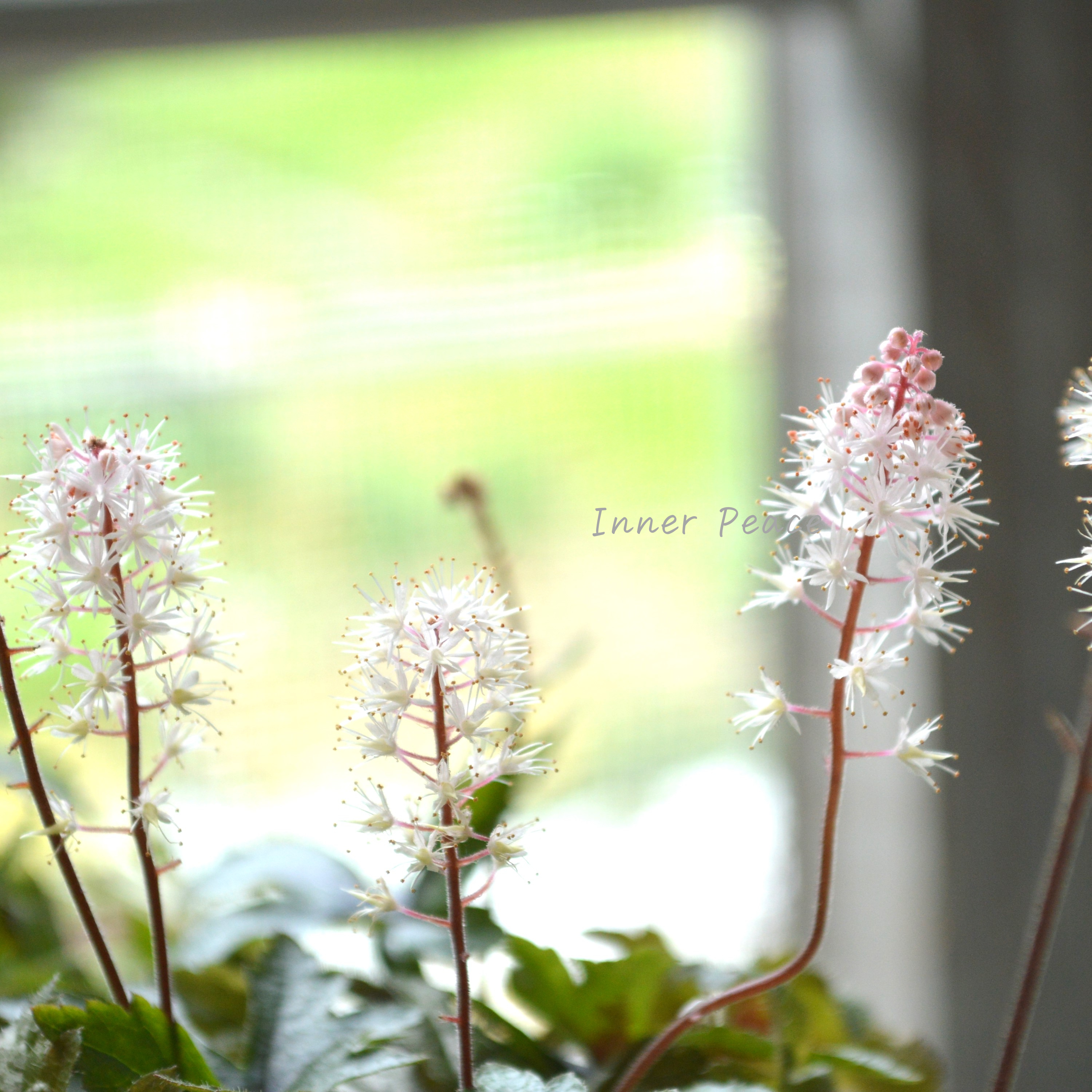 【宿根草】 ティアレラ 『スプリングシンフォニー』 2.5寸ロングPOT