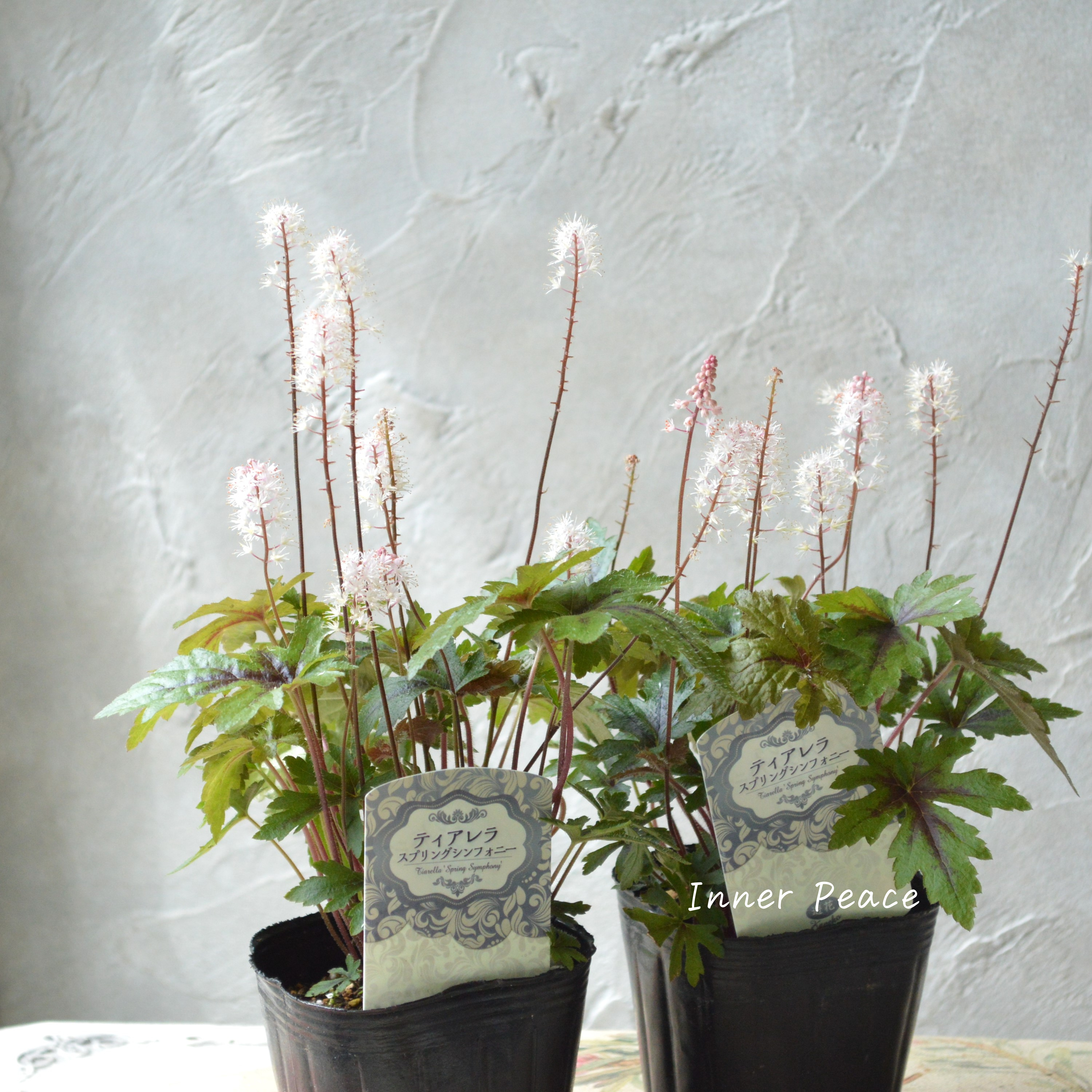 【宿根草】 ティアレラ 『スプリングシンフォニー』 2.5寸ロングPOT