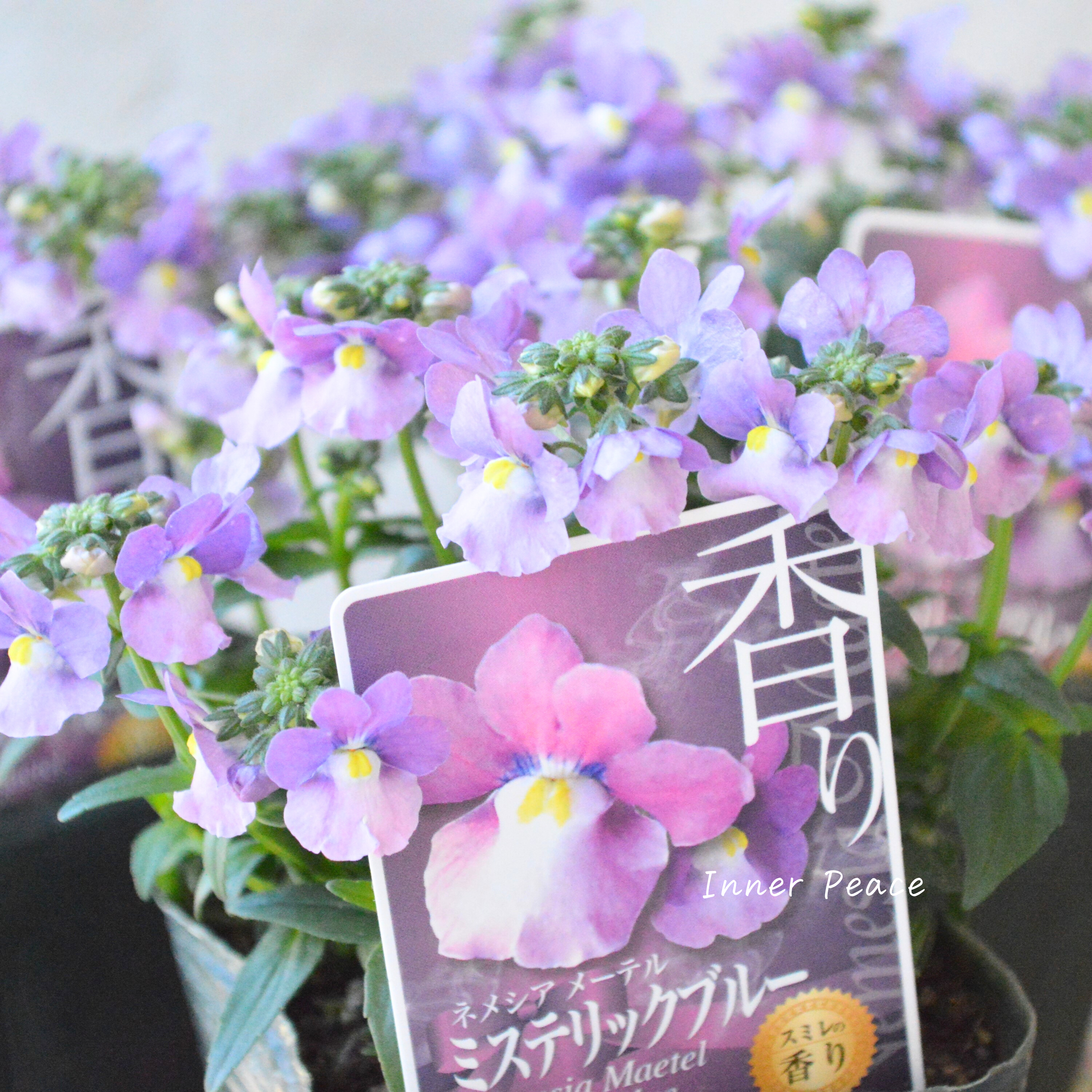 【ゲブラさん】 ネメシア・メーテル 『ミステリックブルー』 3.5寸POT