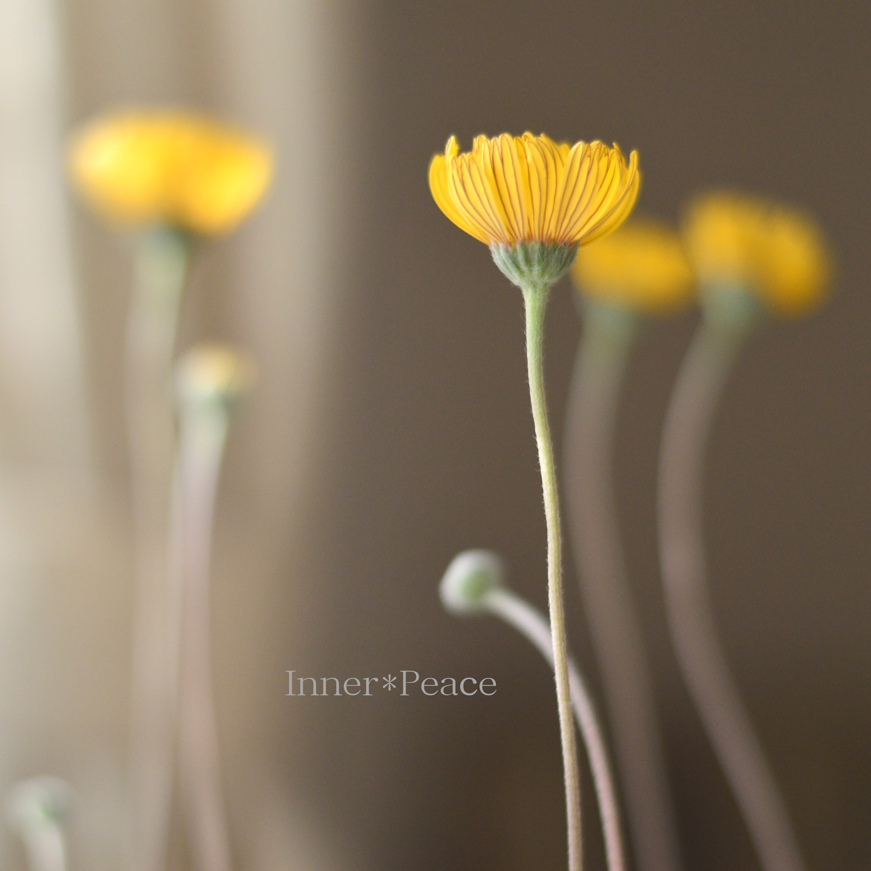 【開花期が長い】 ヒメノキシス 『イエローファンタジー』 3寸POT