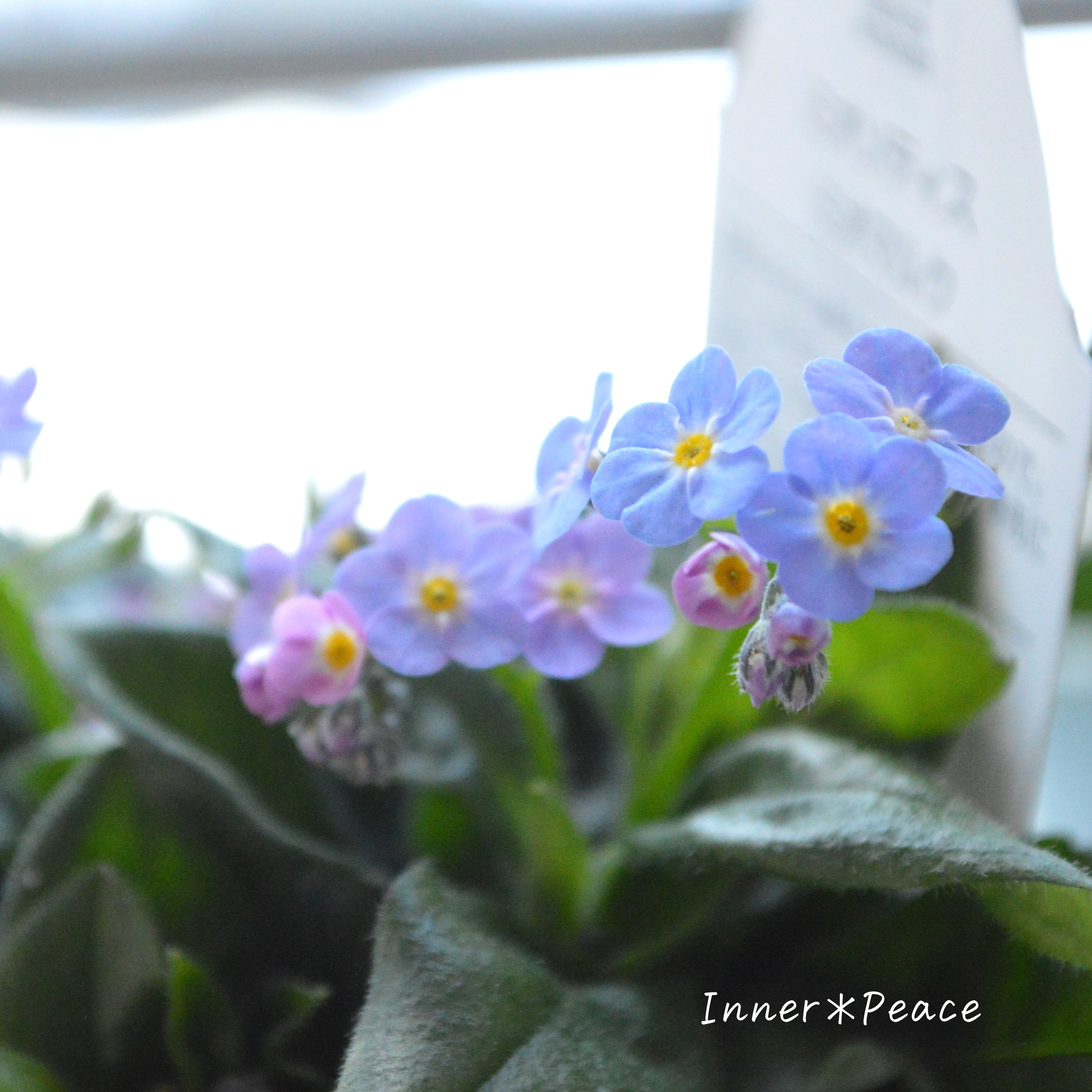 【PW】 ミオソティス 『ミオマルク』 3.5寸POT