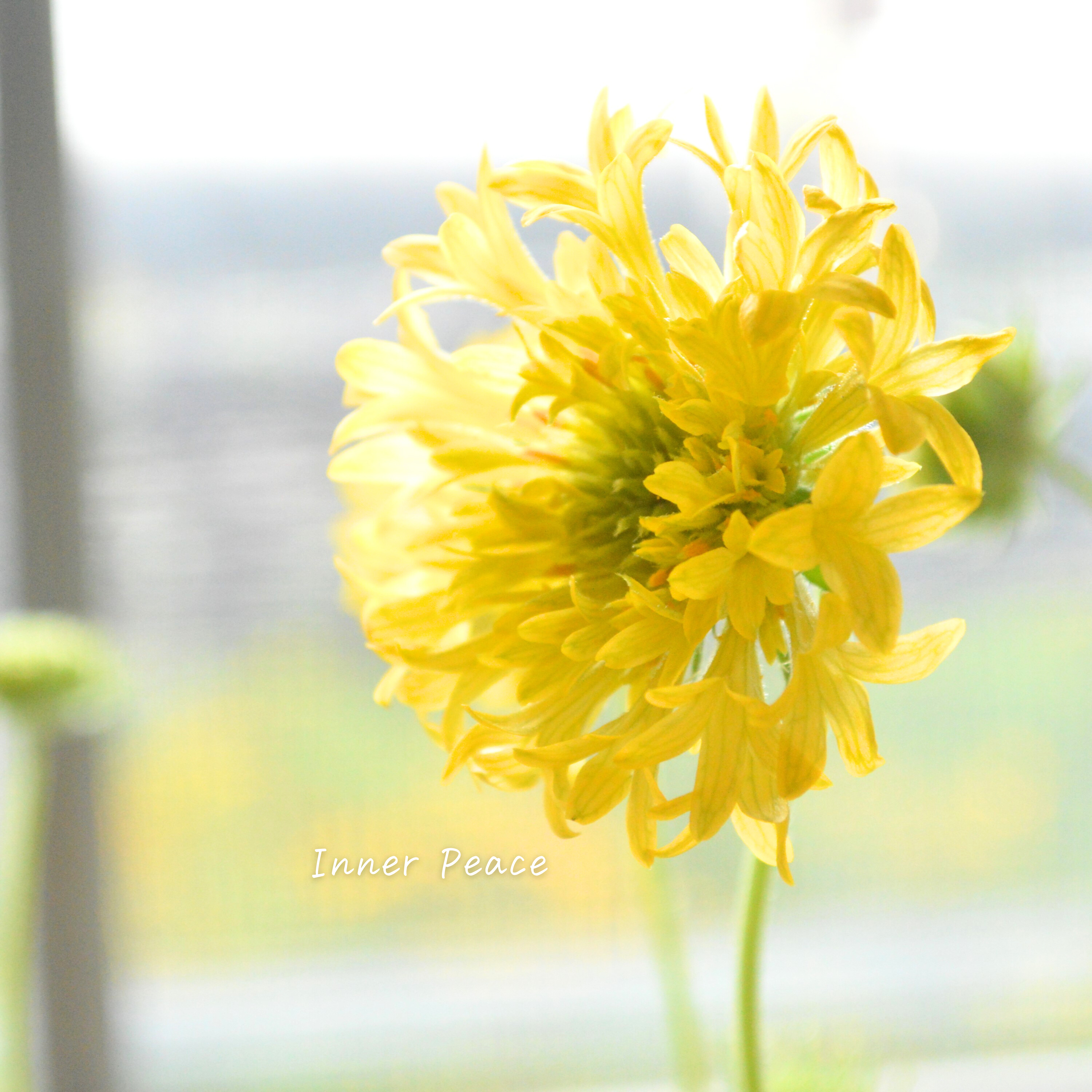 【人気】 ガイラルディア 『フルーティ・ゴールドパイン』 3寸ロングPOT