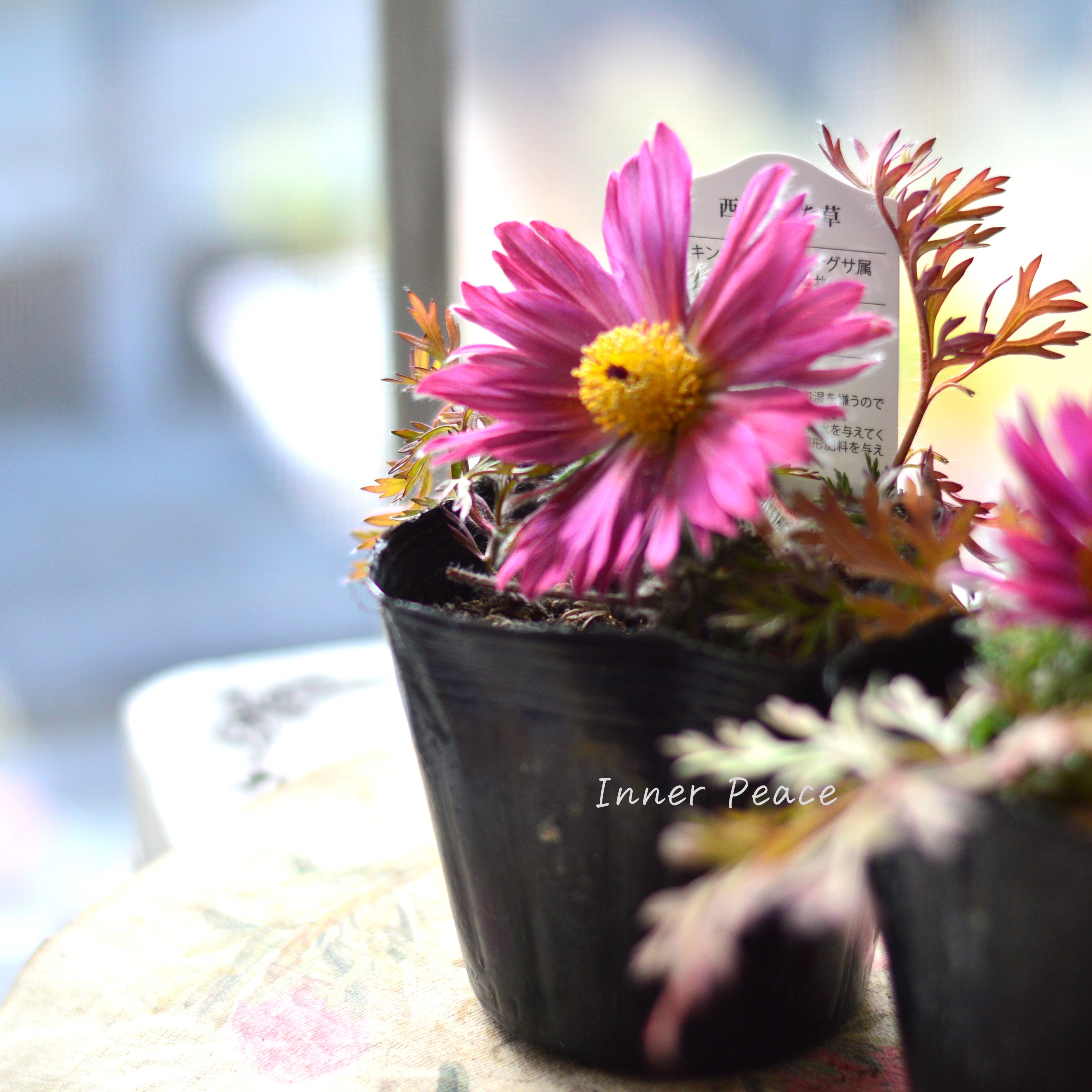 【美しい】 西洋オキナグサ 『プルサティラ ブルガリス・濃いピンク』 3.5寸POT