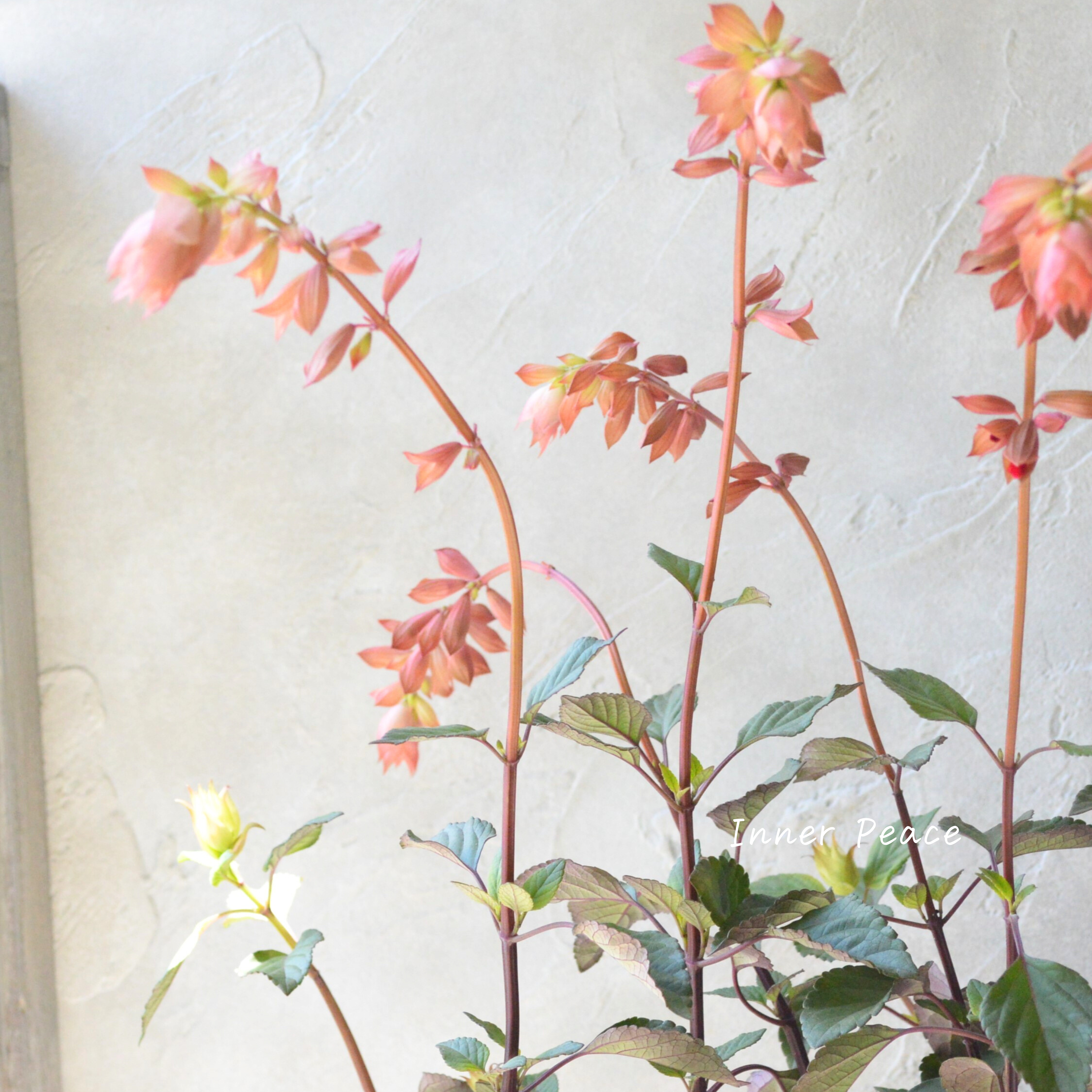 【宿根】 サルビア 『エンバーウィッシュ』 3.5寸POT