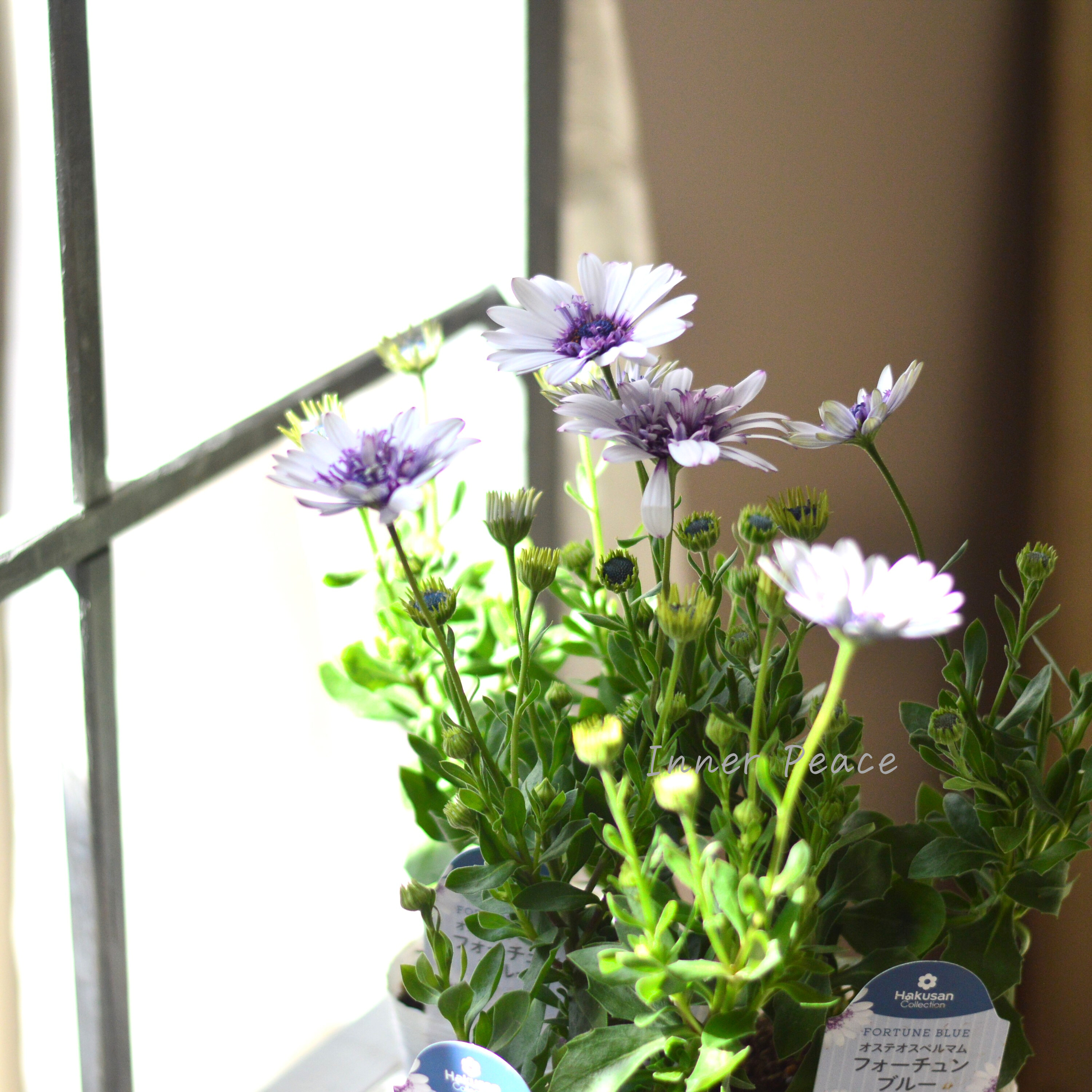 【大人かわいい】 オステオスペルマム 『フォーチュンブルー』 3.5寸POT