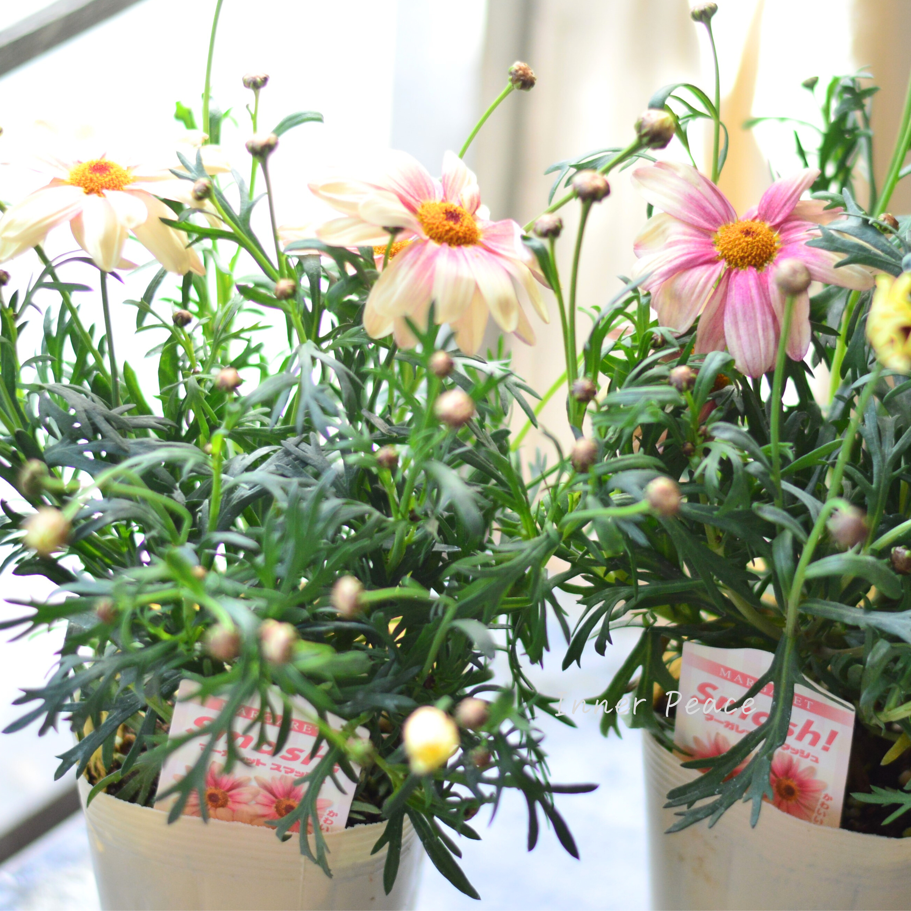 【かわいい】 マーガレット 『スマッシュ・ピーチアイ』 3.5寸POT