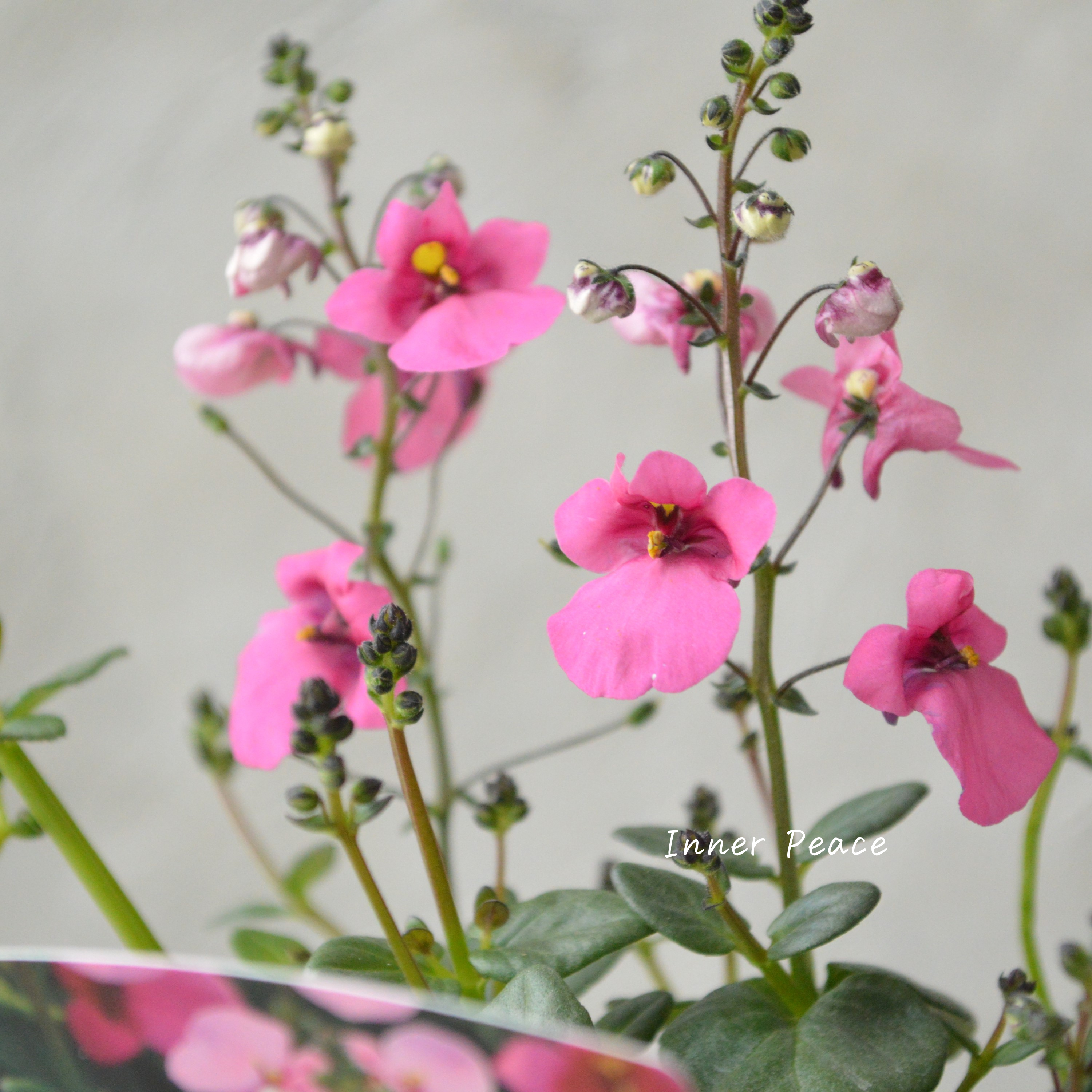 【かわいい】 ディアスシア 『ローズ』 3.5寸POT