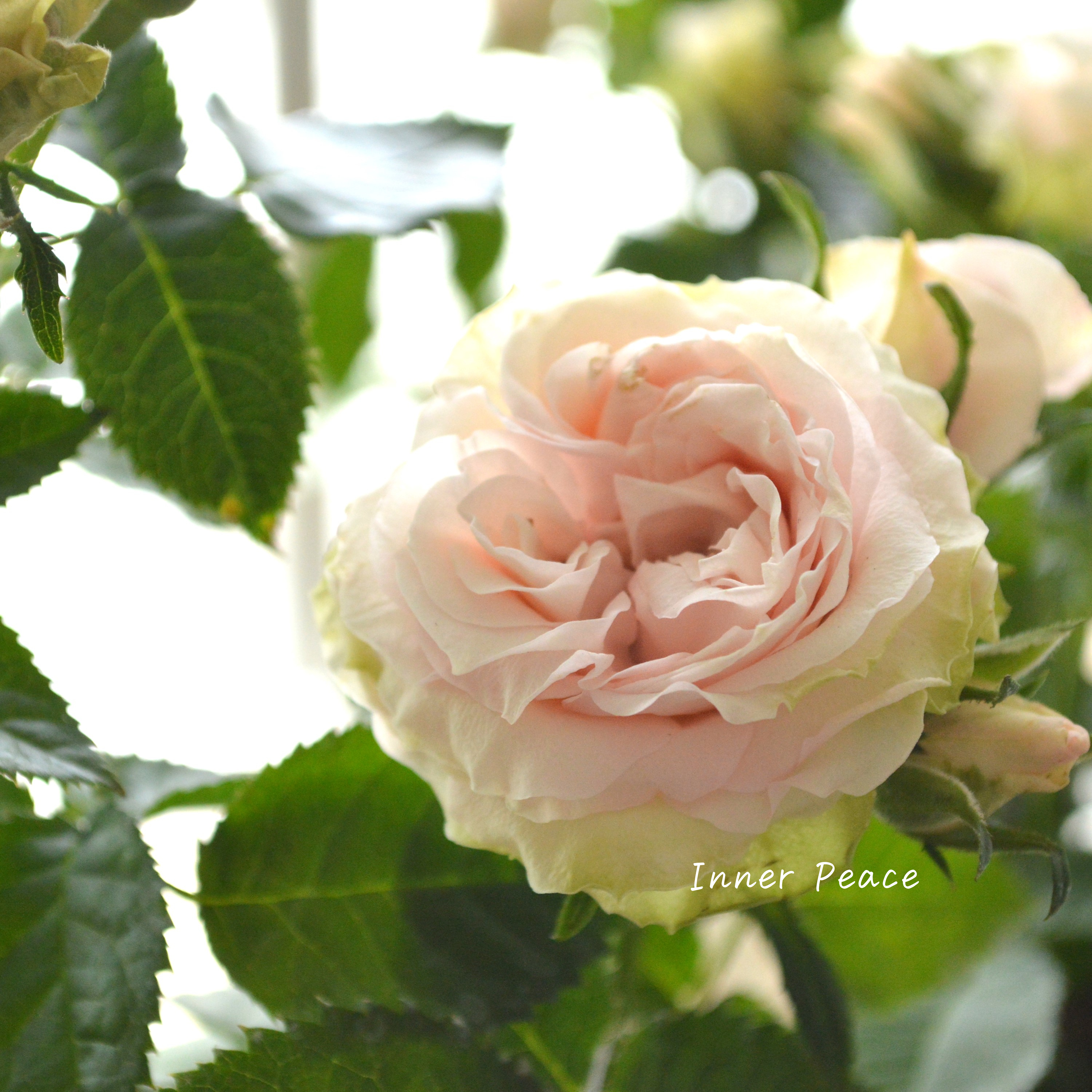 【美しい】 ミニ薔薇 『コルダナ・ポエトリー』 3寸POT