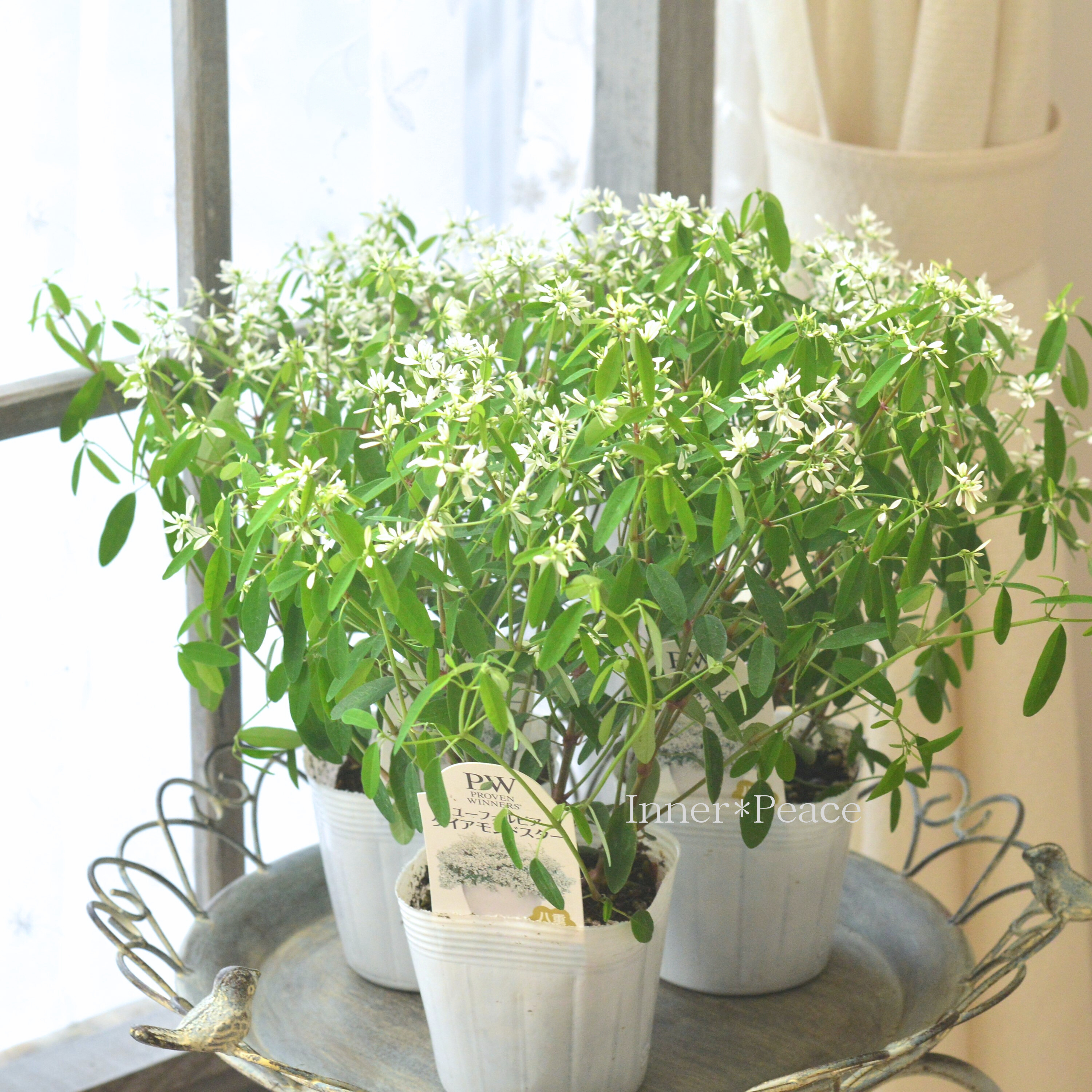 【八重咲き】 ユーフォルビア 『ダイアモンドスター』 2.5寸~3.5寸POT