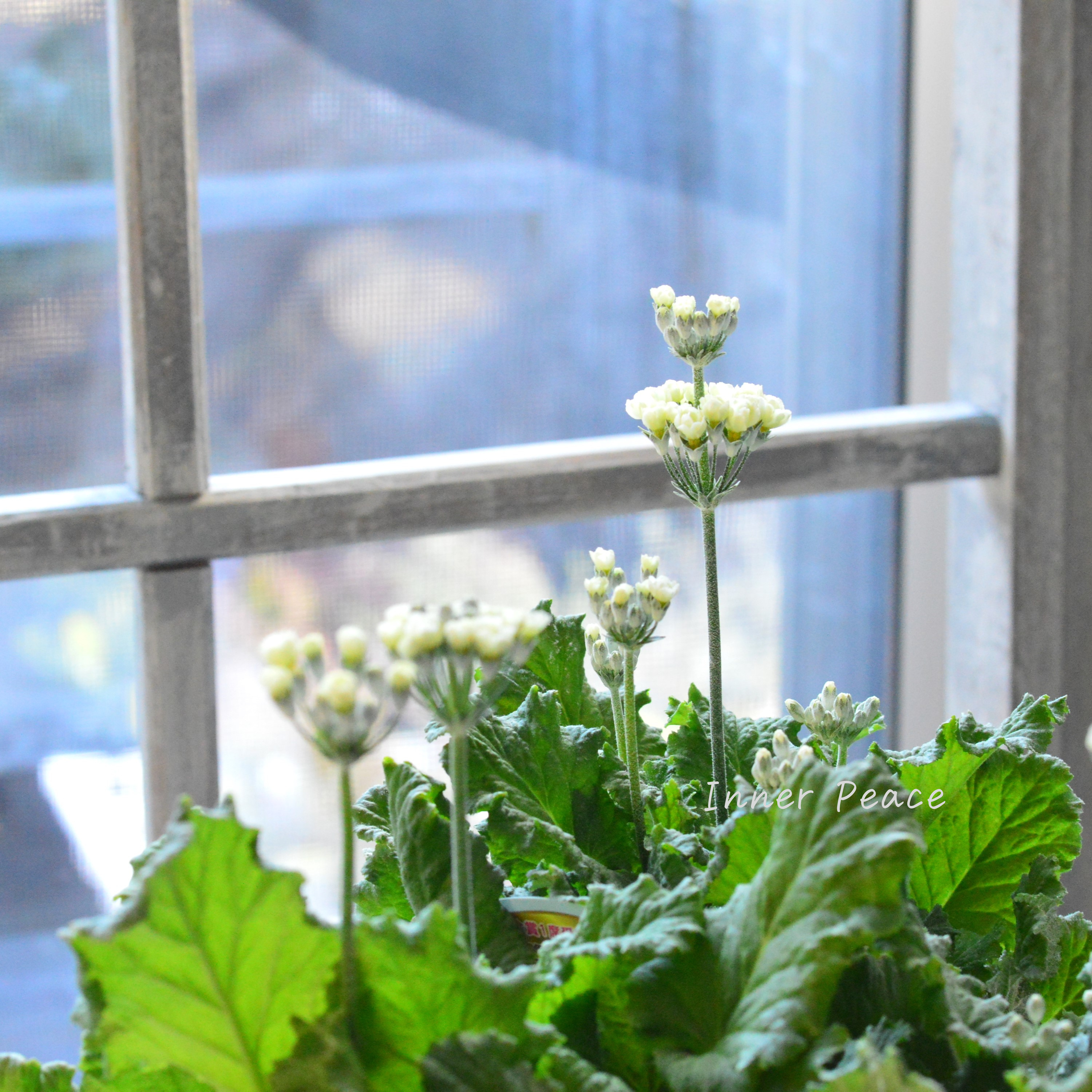 【美しい】 プリムラ マラコイデス 『黄萌~きぼう~』 3.5寸POT