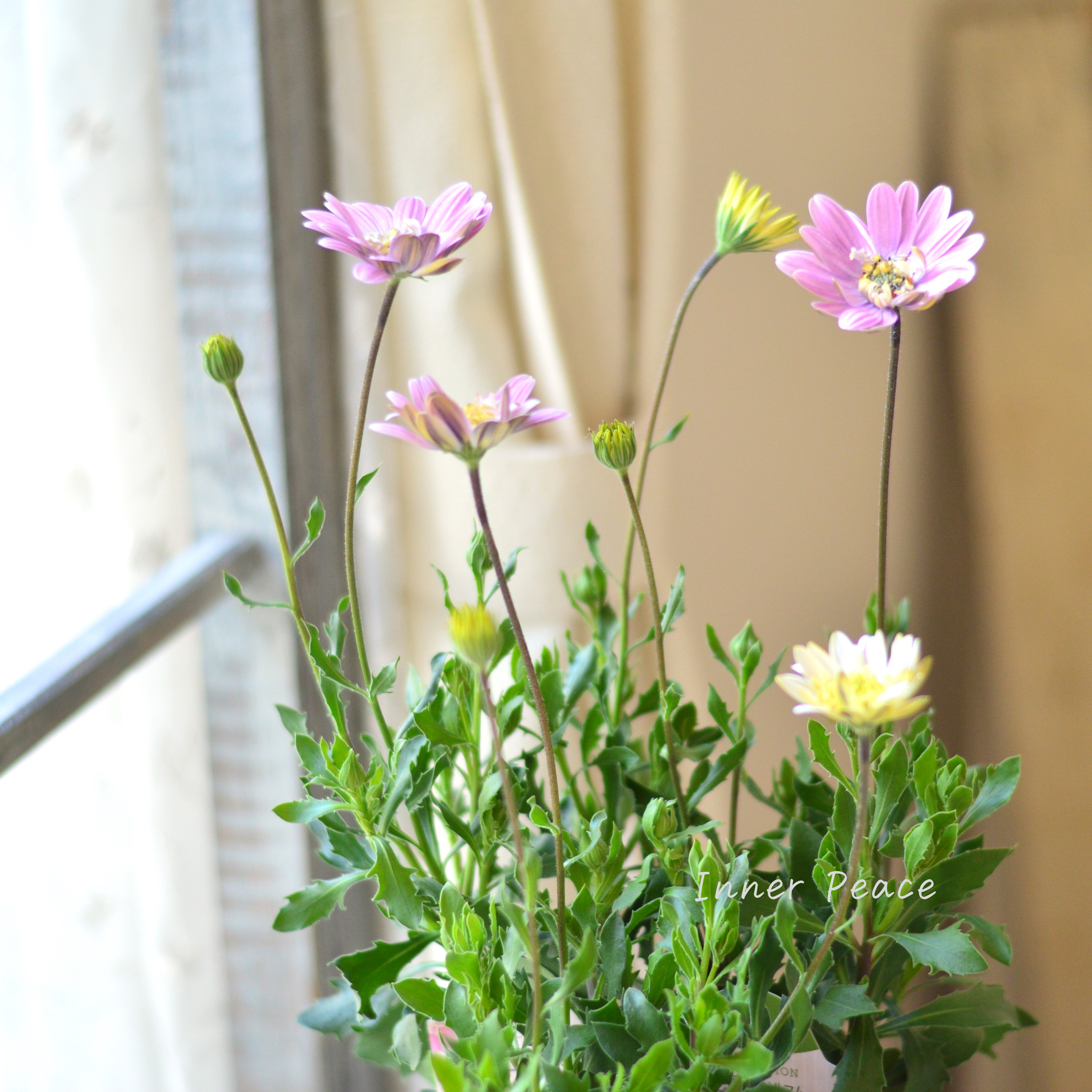 【かわいい】 オステオスペルマム 『ラブポーション』 3.5寸POT