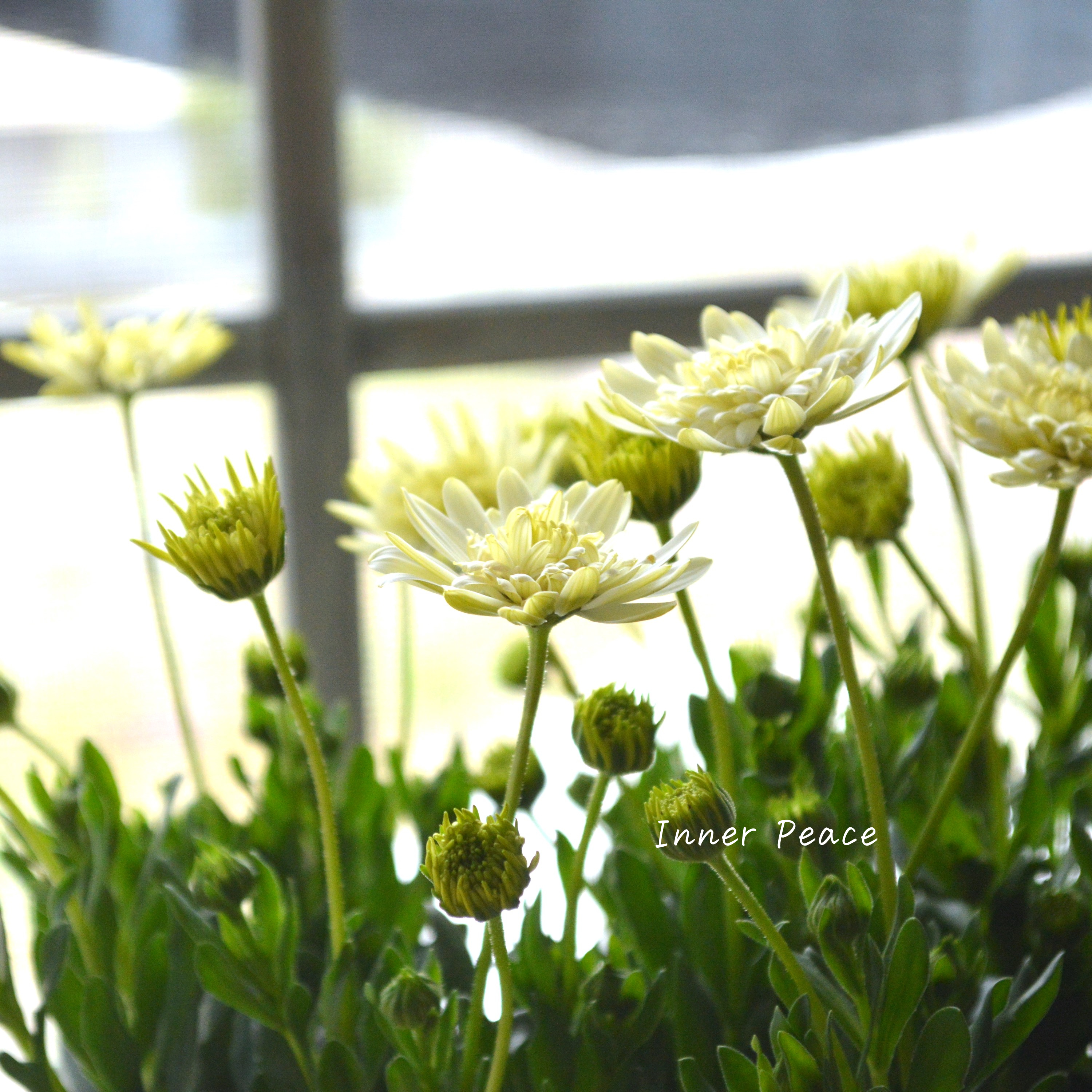 【ゲブラさんオリジナル】 オステオスペルマム 『オデットブラン』 3.5寸POT