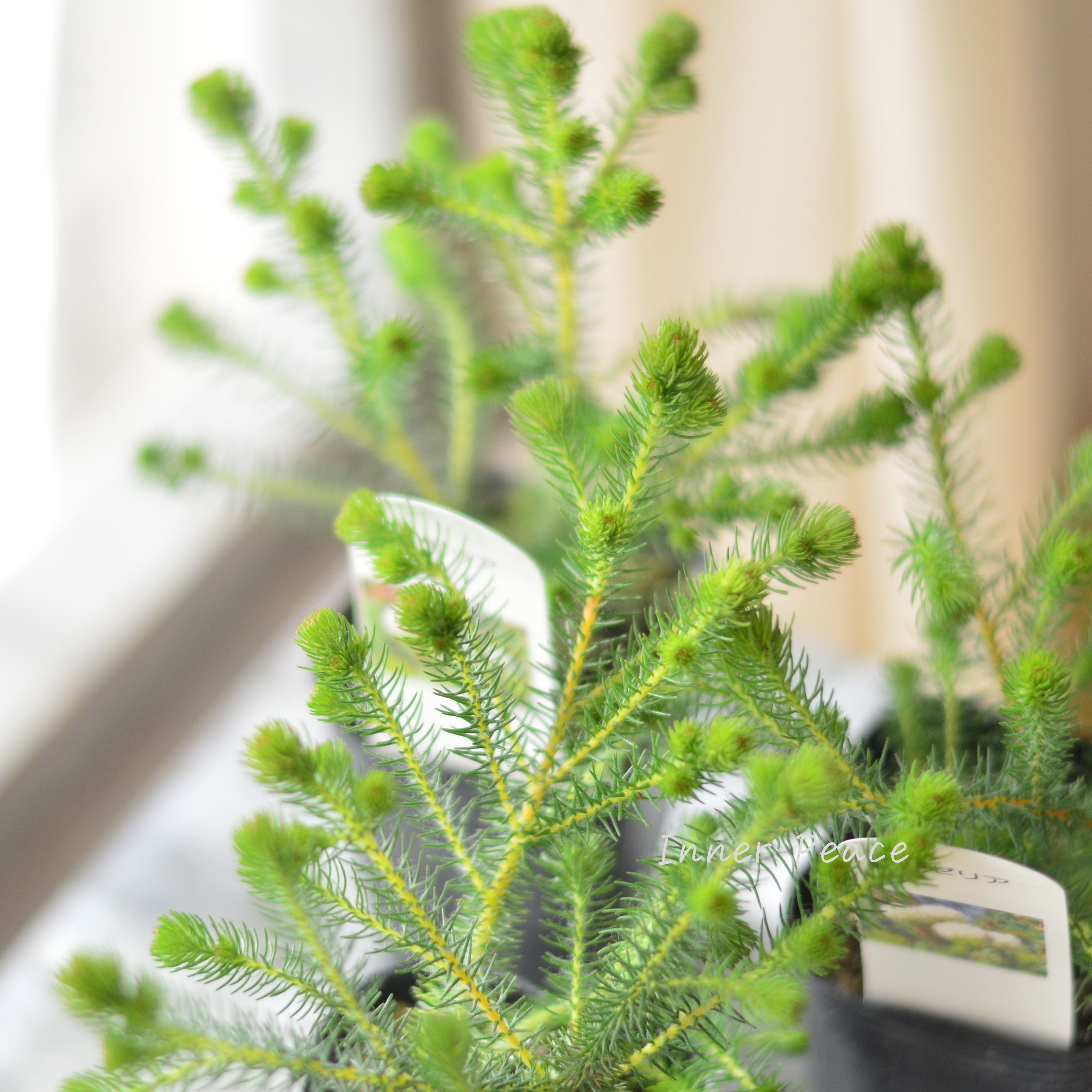 【個性的】 ベルセリア バーゼリア 3寸POT