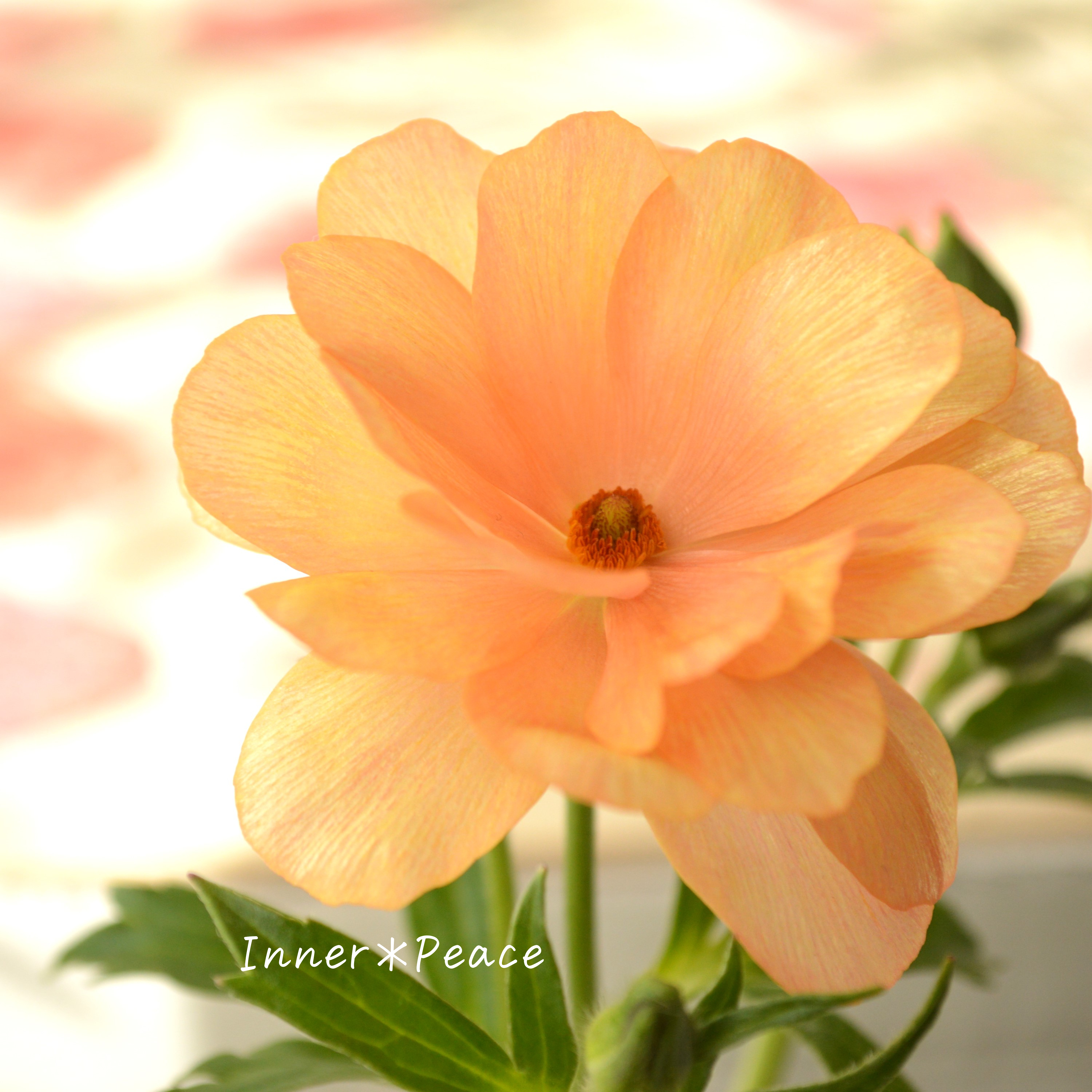 【美しい】 ラナンキュラス・ラックス 『キュベレー』 4寸POT