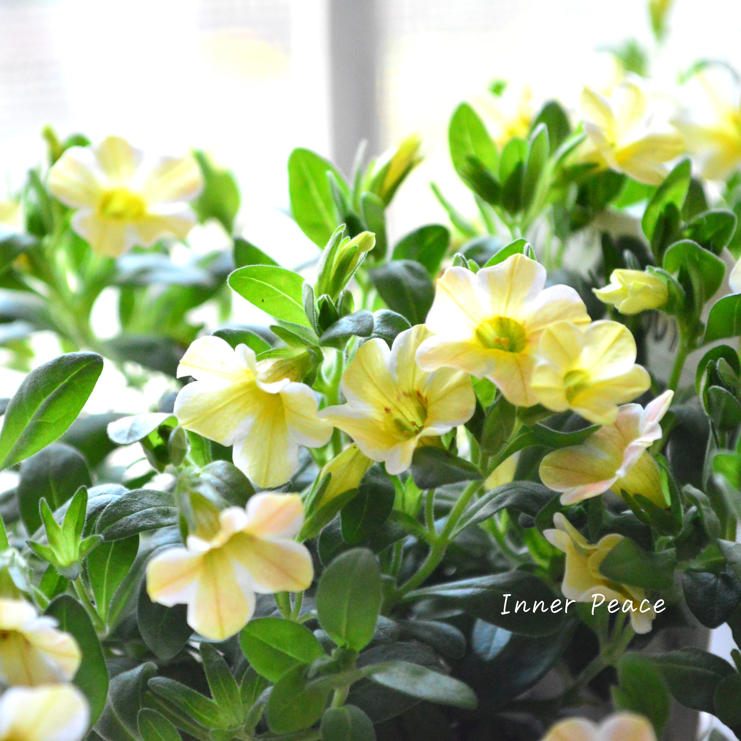 【暑さに強い】 カリブラコア 『キャラメル』 3寸ロングPOT