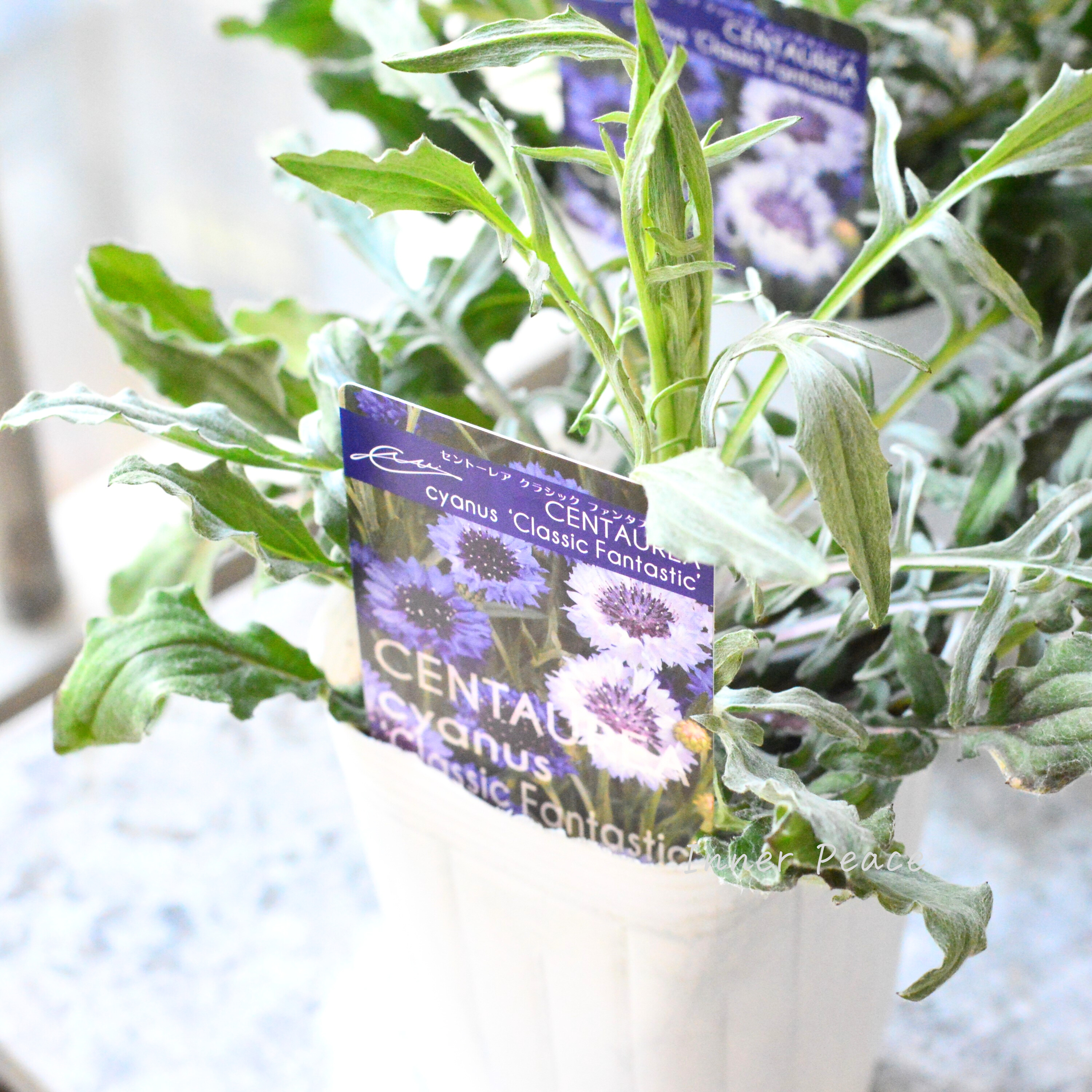 【寒さに強い】 セントーレア(矢車草) 『クラシックファンタスティック』植え込み用 3寸POT