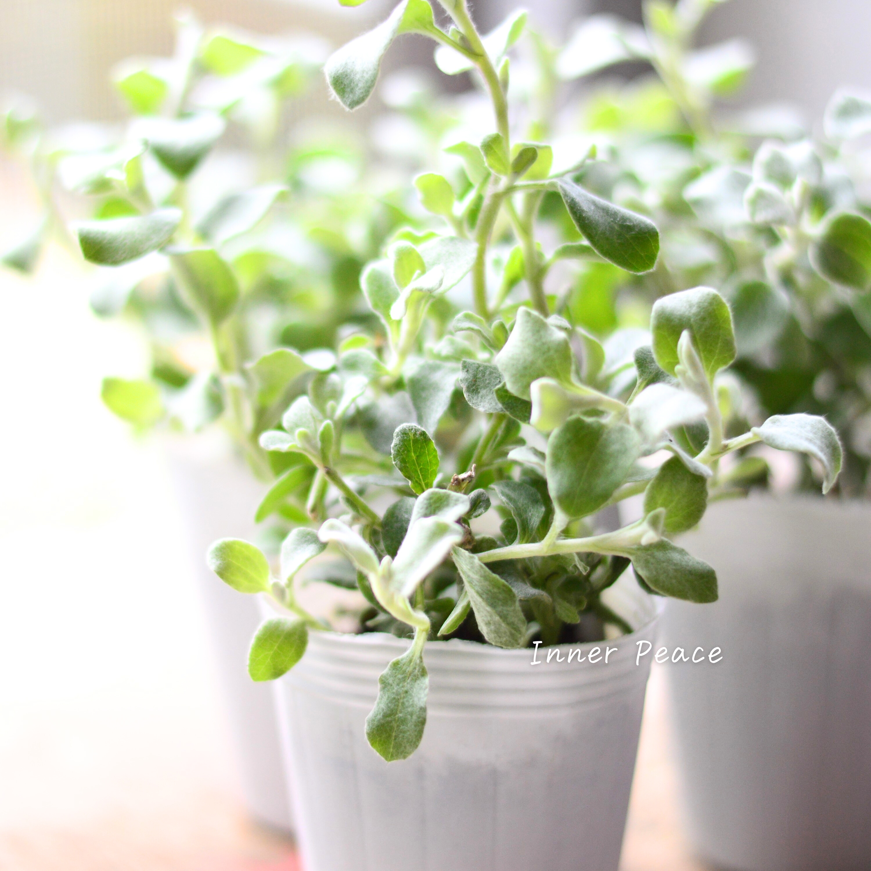 【2分割できる】 ヘリクリサム 『ペティオラレ』 3寸POT