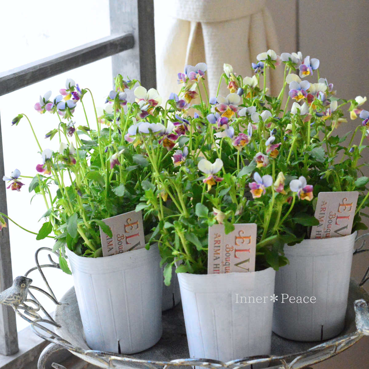 【ありまひろこさん育種】 ビオラ 『ELVIA Bouquet ~エルヴィア ブーケ~』 3寸ロングPOT