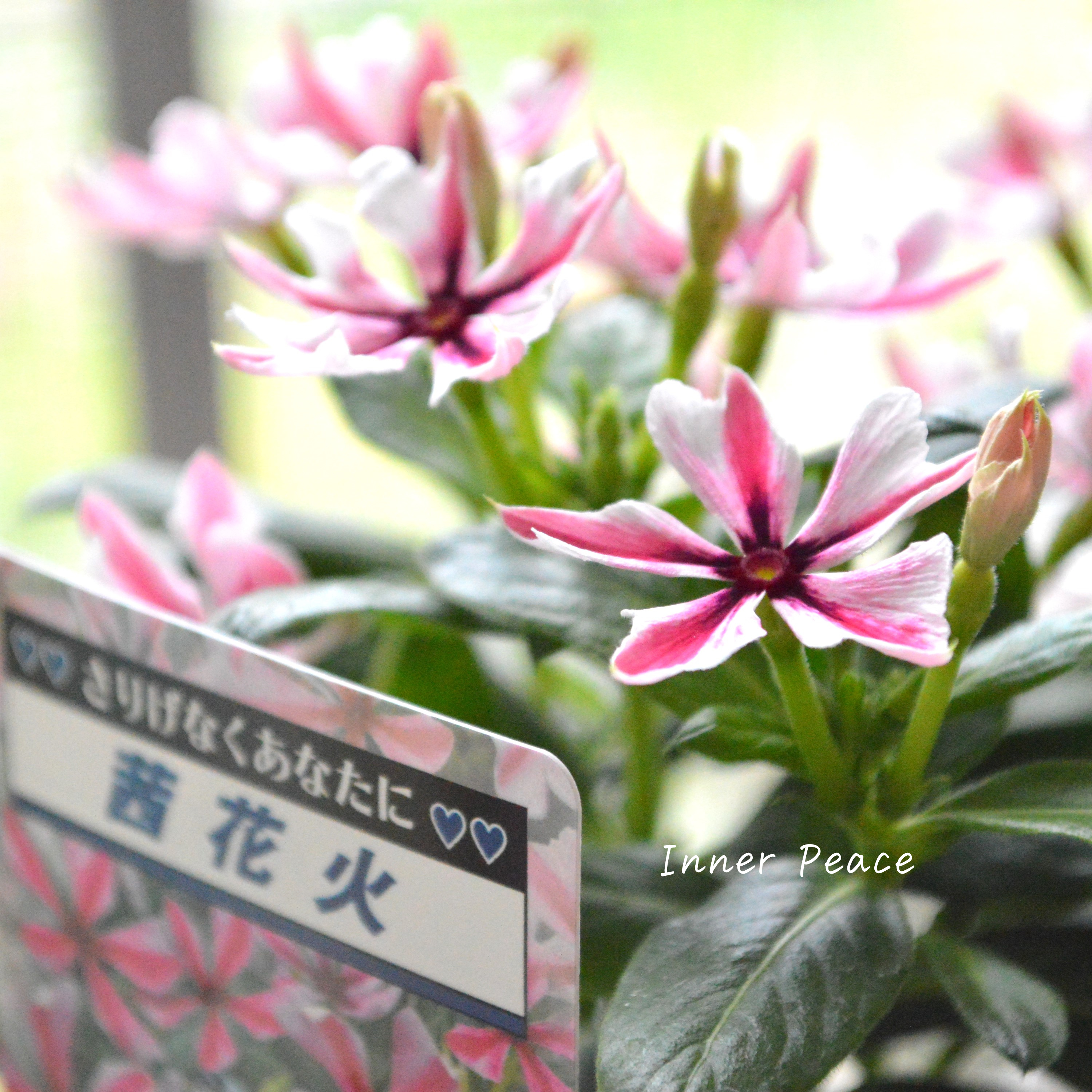 【北島園芸さん】 ニチニチソウ 『茜花火』 3.5寸POT