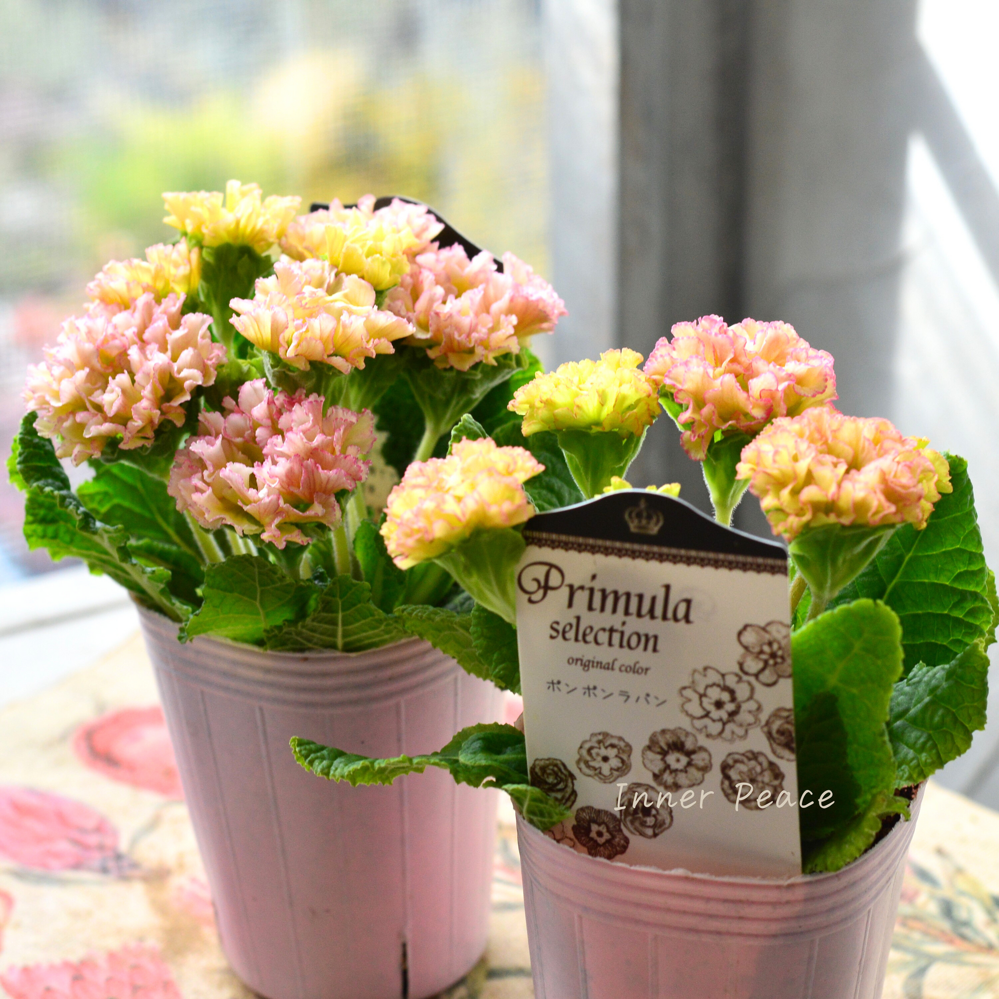 k-plantsさん】 フリンジ咲き プリムラ 『ポンポンラパン・オレンジ