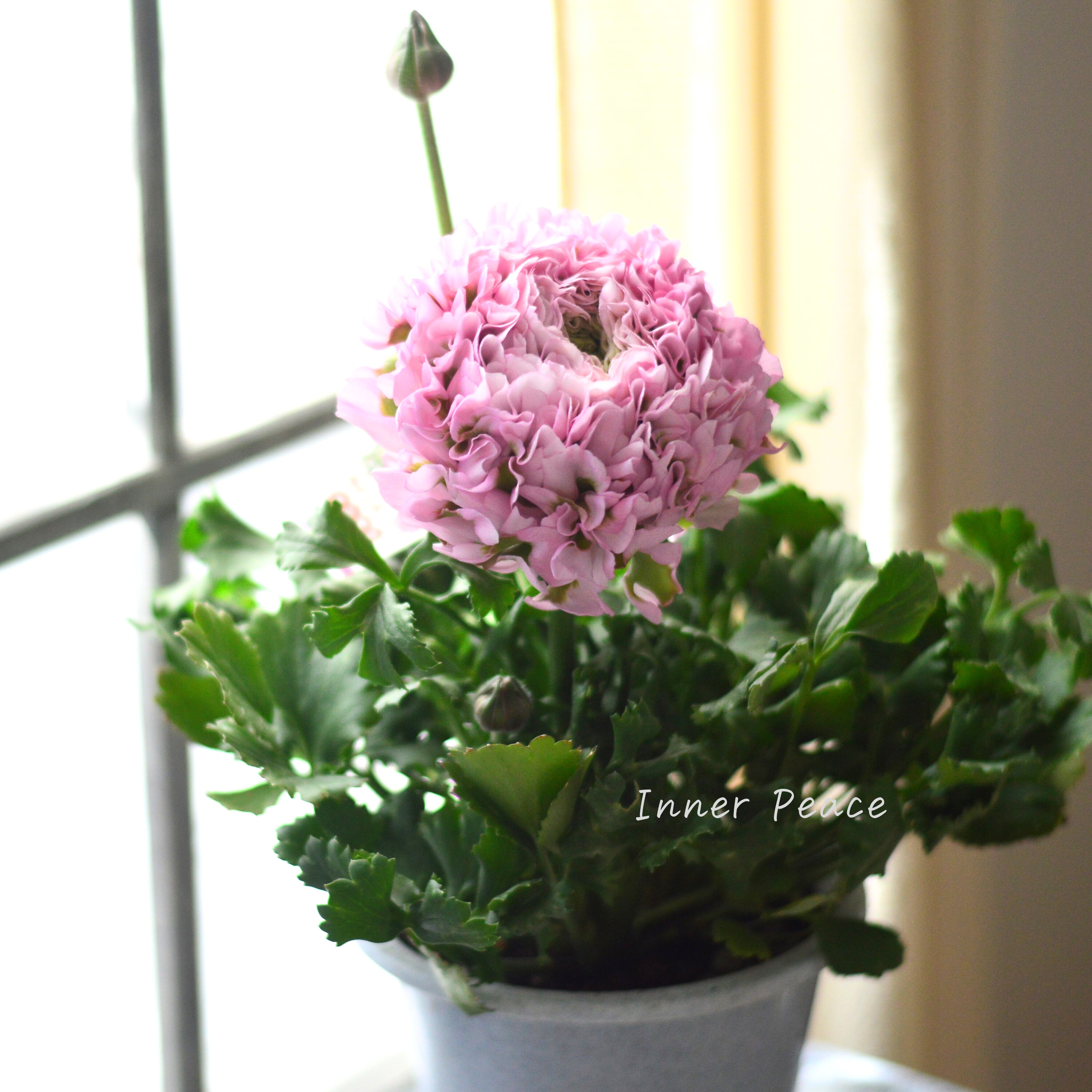 【希少】 ラナンキュラス・ポンポン 『ハーマイオニー』 5号鉢