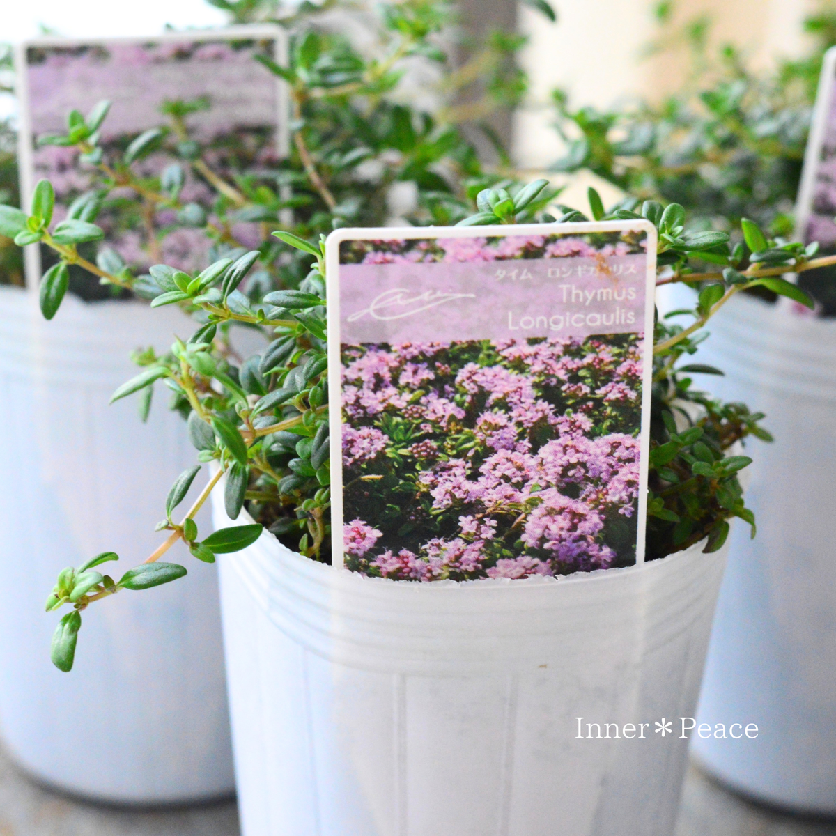 【寄せ植えに】 タイム 『ロンギカリウス』 2.5寸ロングPOT