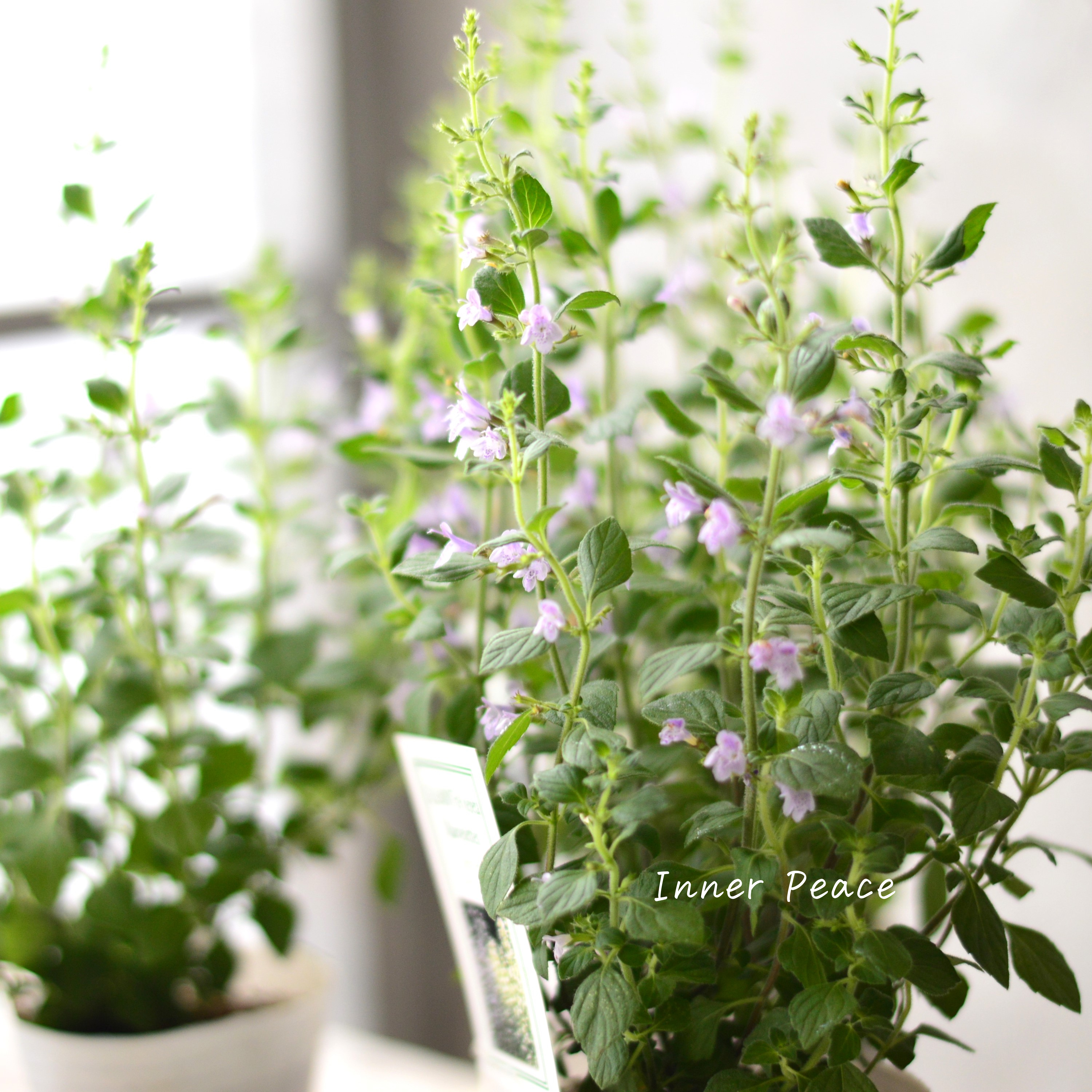 【宿根】 カラミンサ 『マーベレッテ・ブルー』 2.5寸ロングPOT