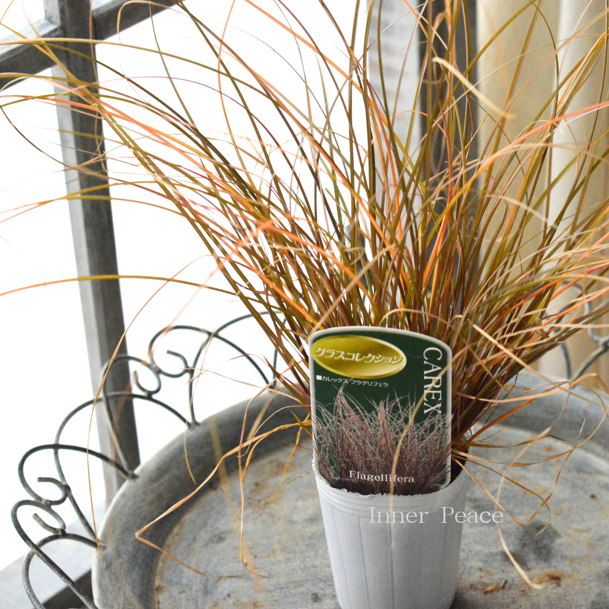 【オシャレ】 カレックス 『フラゲリフェラ』 2.5寸POT