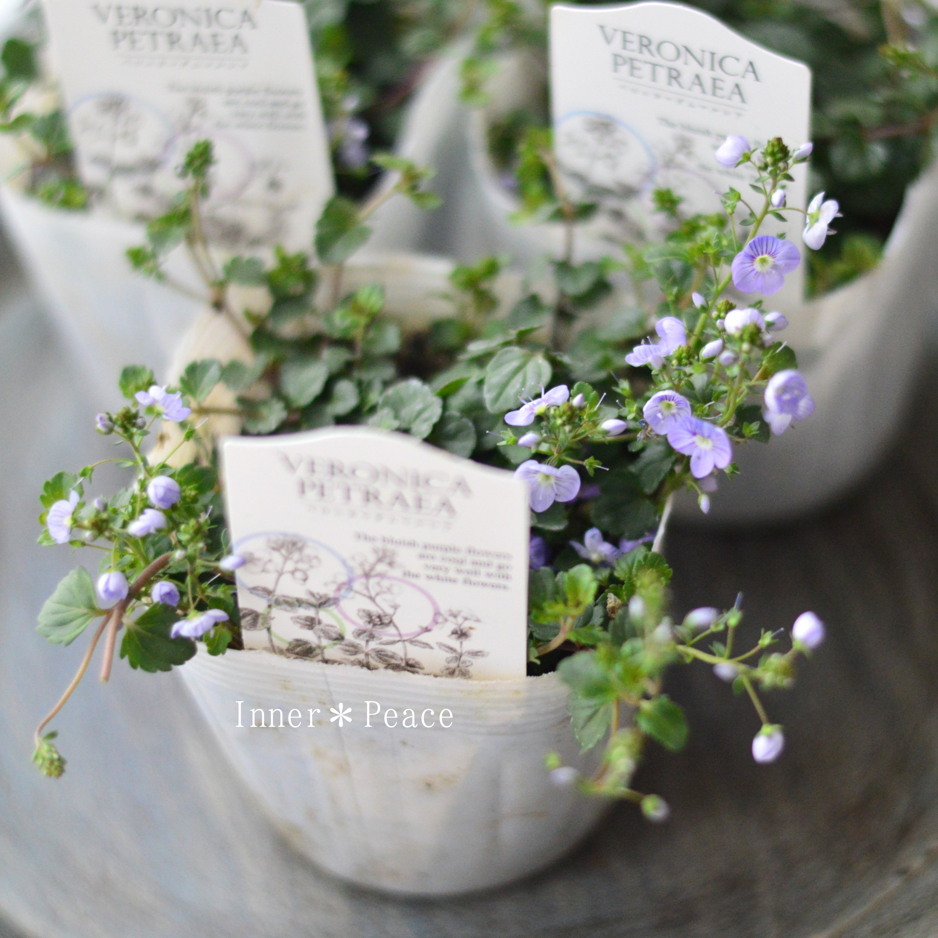 【美しい】 ベロニカ 『マダムマルシア』 3.5寸POT