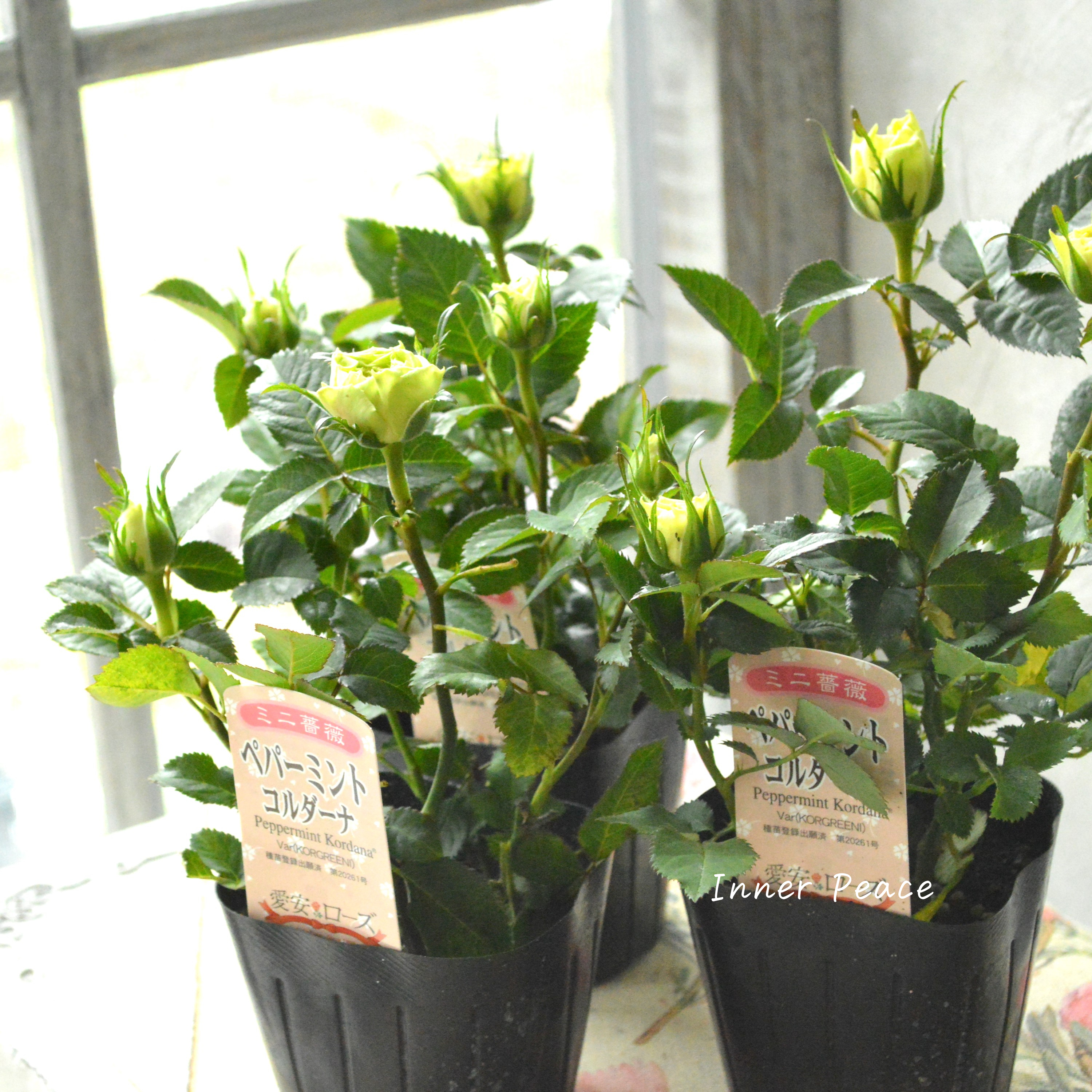 【美しい】ミニ薔薇 『コルダナ・ペパーミント』 3寸POT