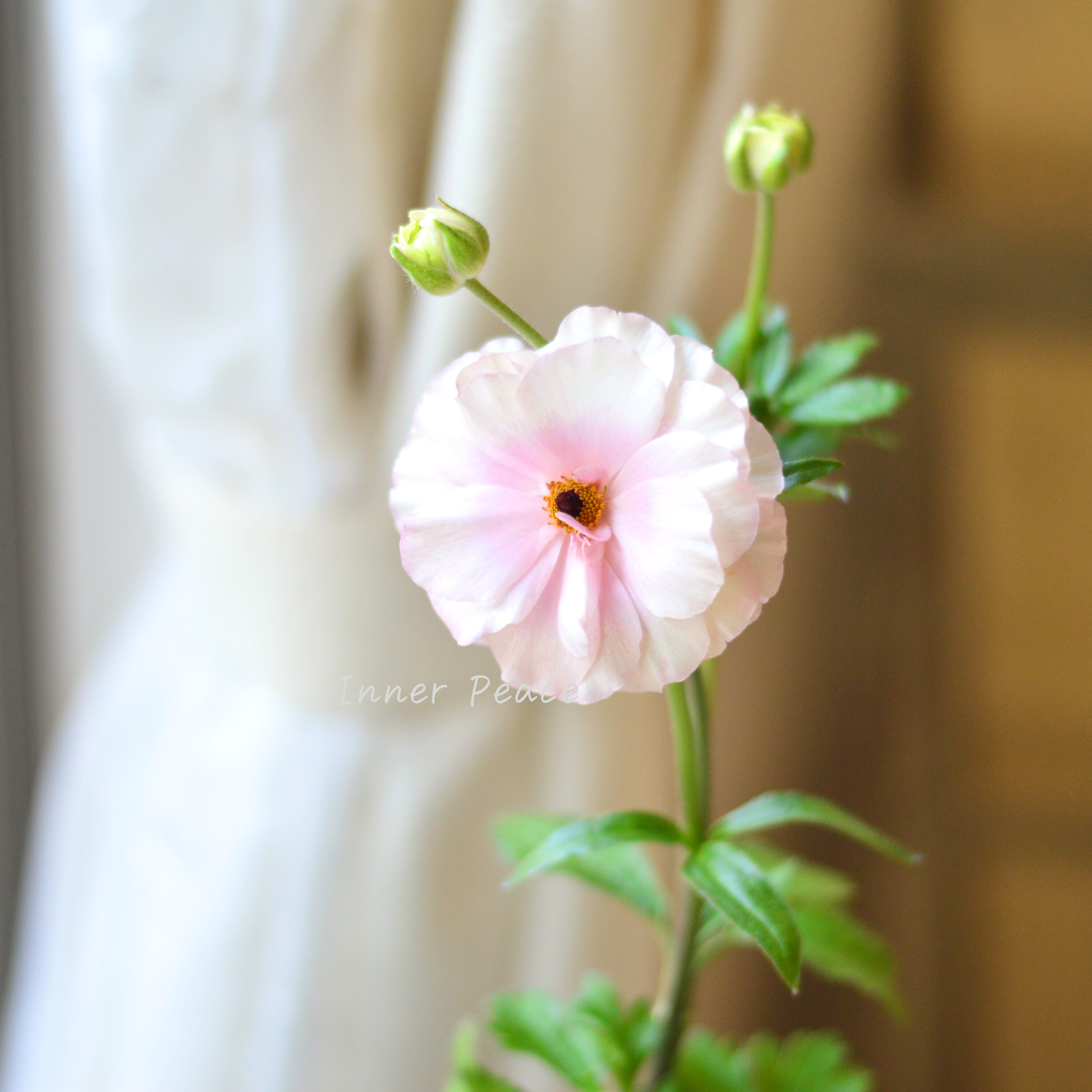 【美しい】ラナンキュラス・ラックス 『アリアドネ』 4寸POT