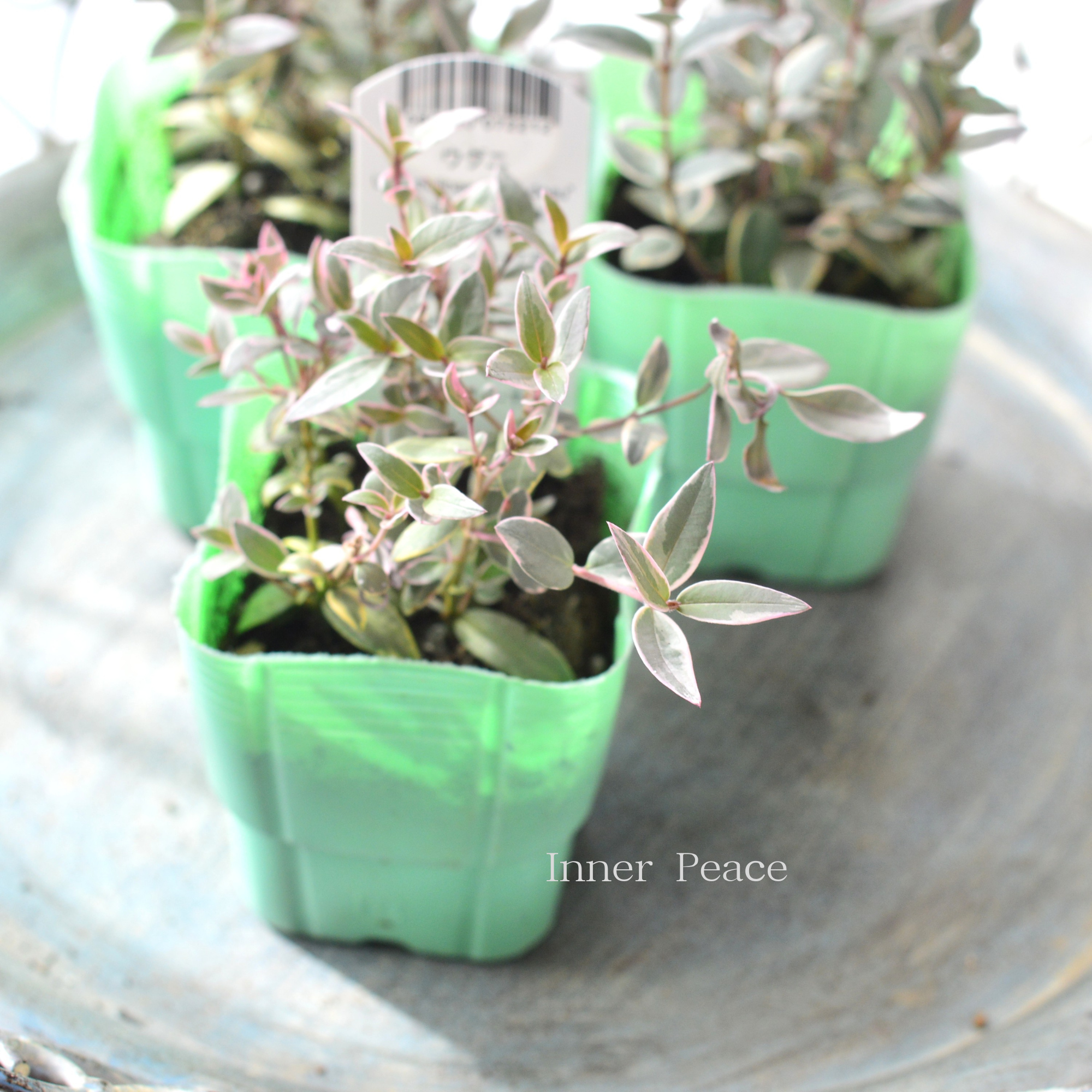 【寄せ植えに】 ウグニ(チリグアバ) 斑入り 3寸POT