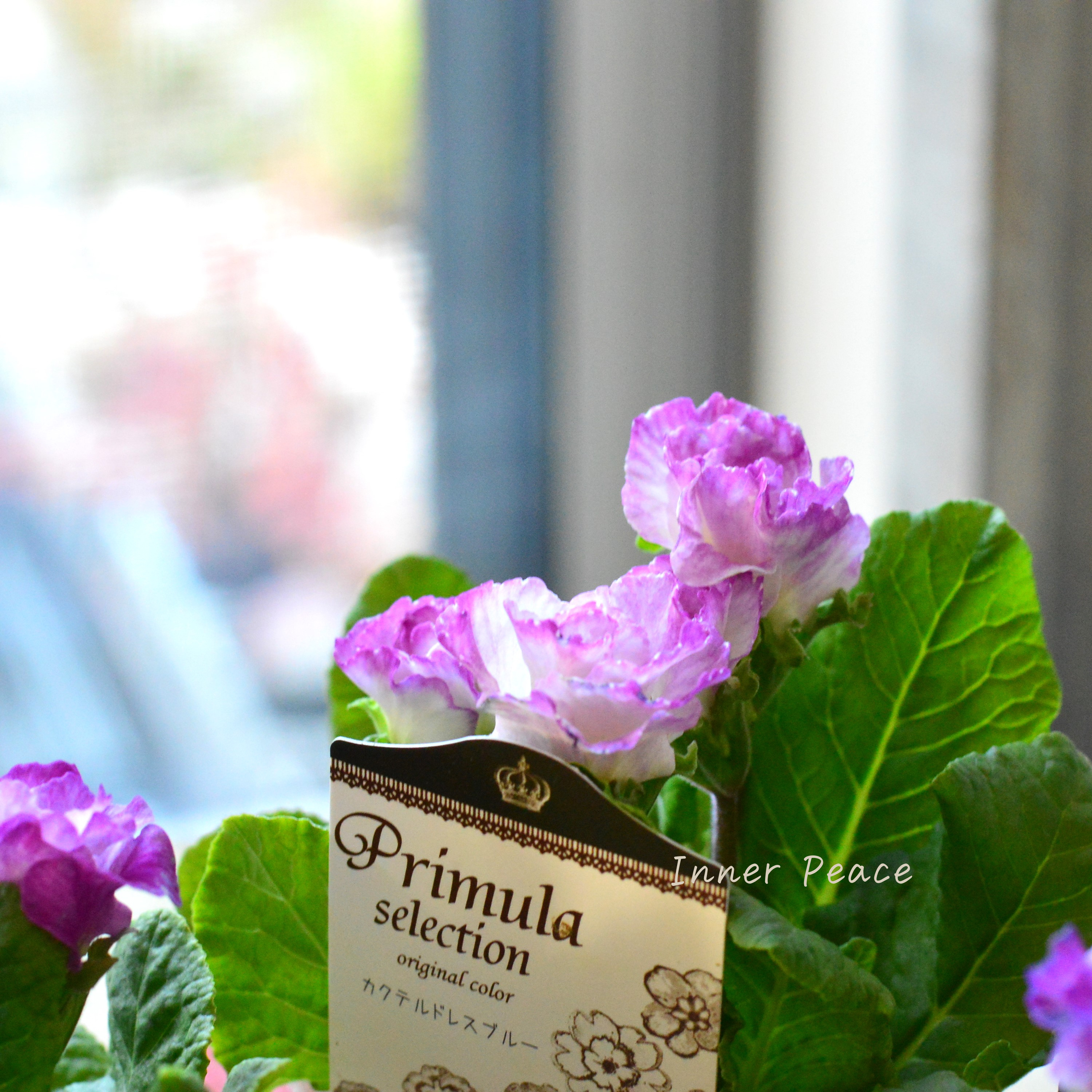 【k-plantsさん】 バラ咲き プリムラ 『カクテルドレス・ブルー』 2.5寸ロングPOT