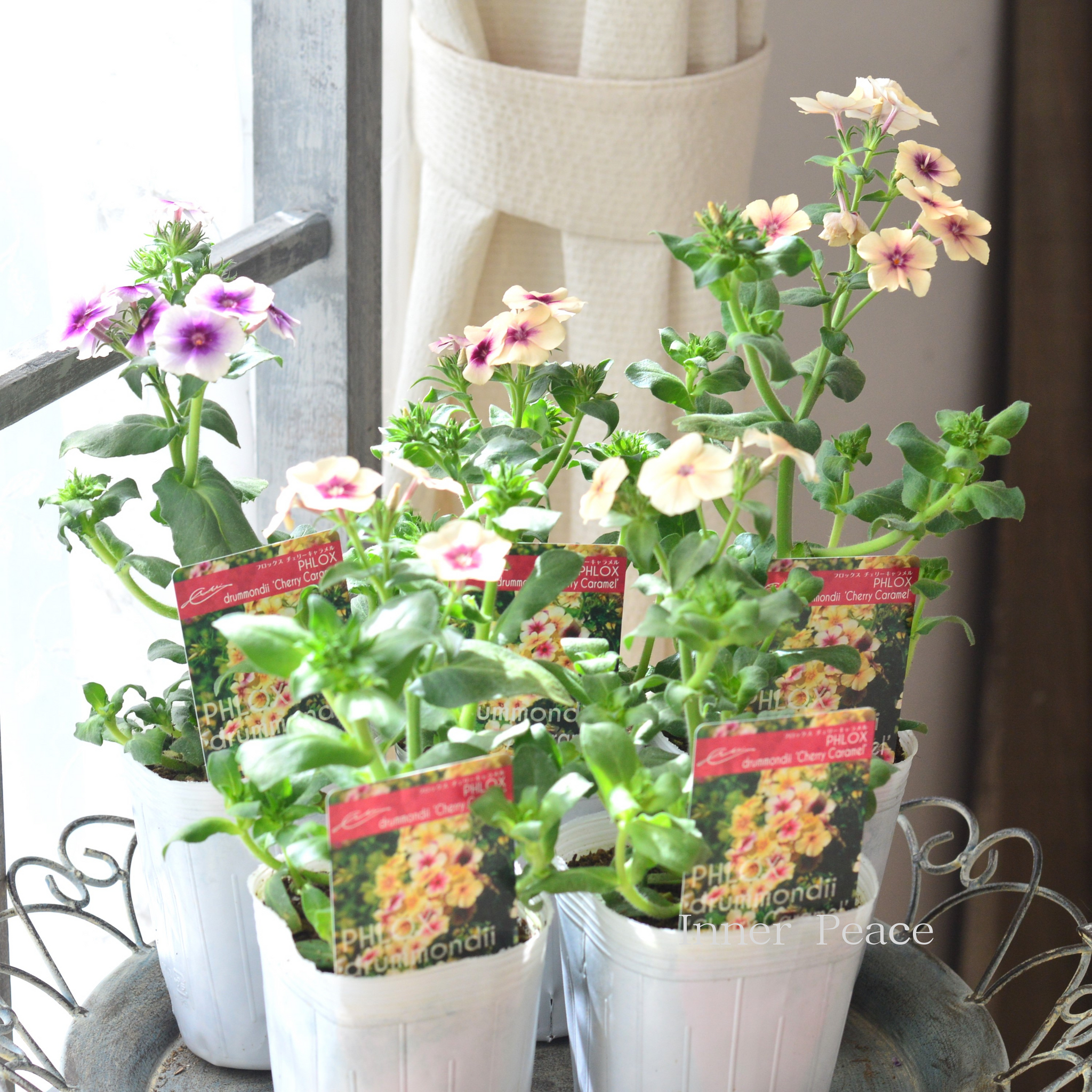 大人かわいい】 フロックス 『チェリーキャラメル』 3寸POT