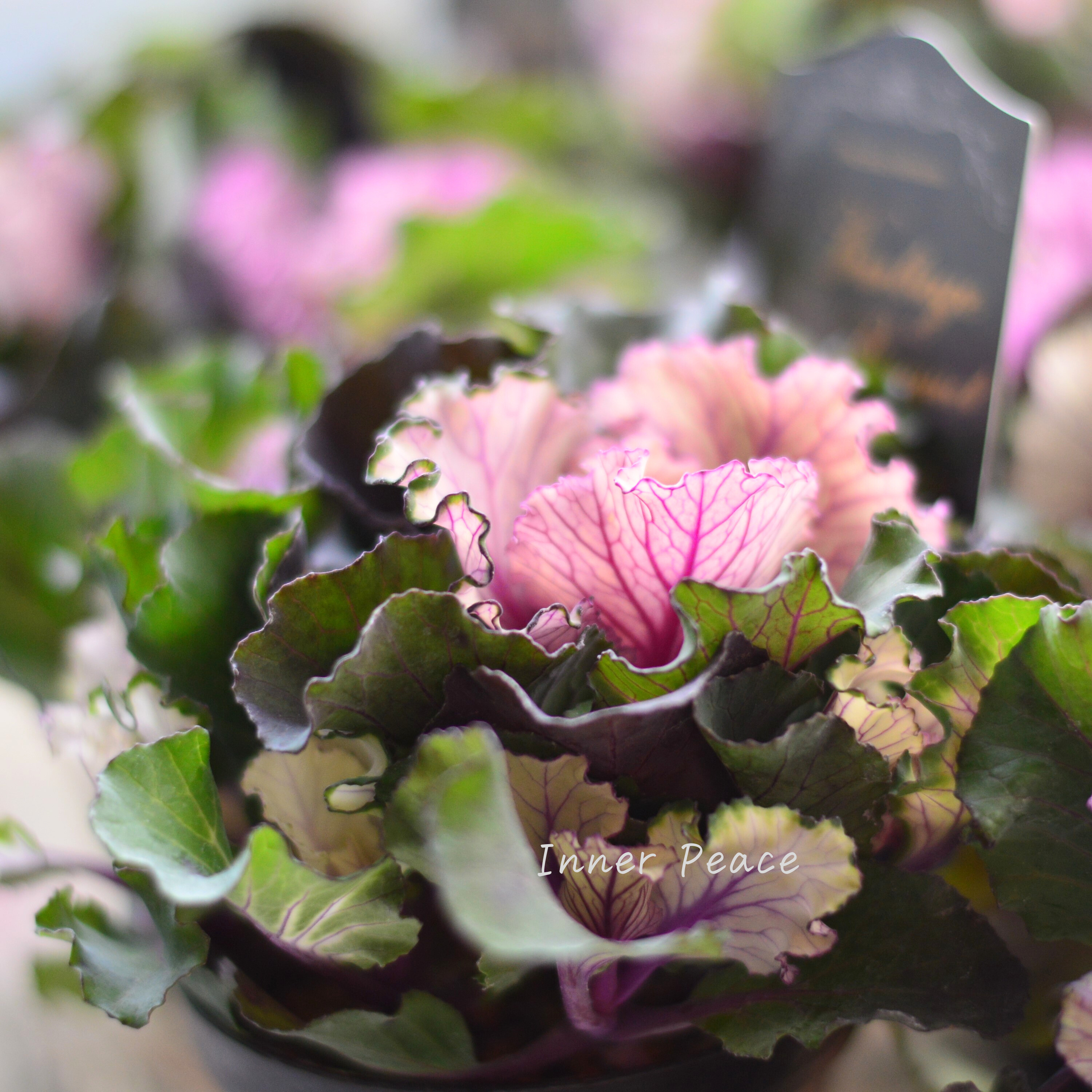 【kーplantsさん】 葉牡丹 『ヴィンテージブーケ・フリル』 2.5寸硬質POT