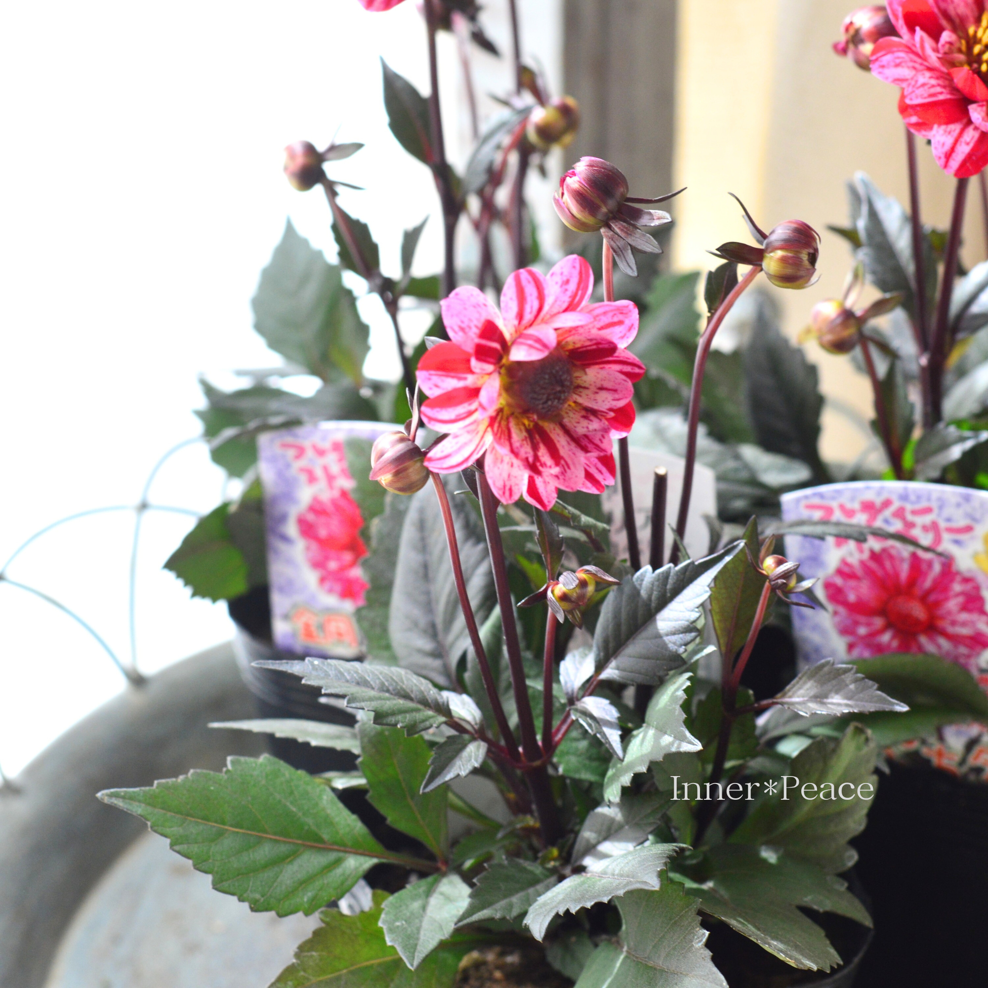 【宿根】 銅葉 ぷちダリア 『フレディーストロベリー』 3.5寸POT