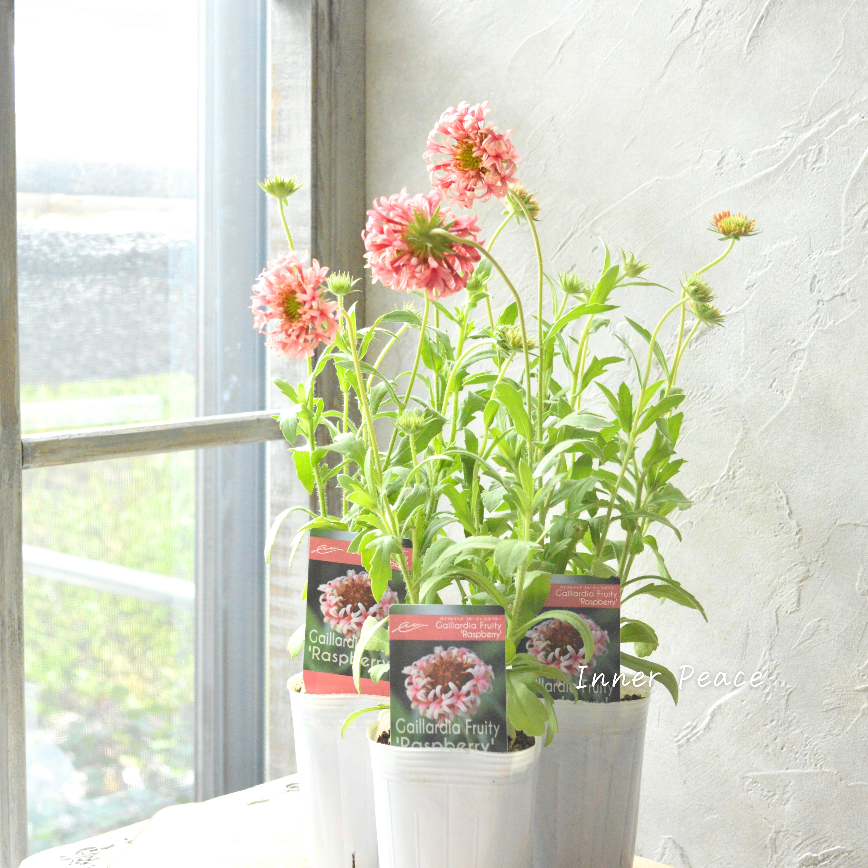 【人気】 ガイラルディア 『フルーティ・ラズベリー』 3寸ロングPOT