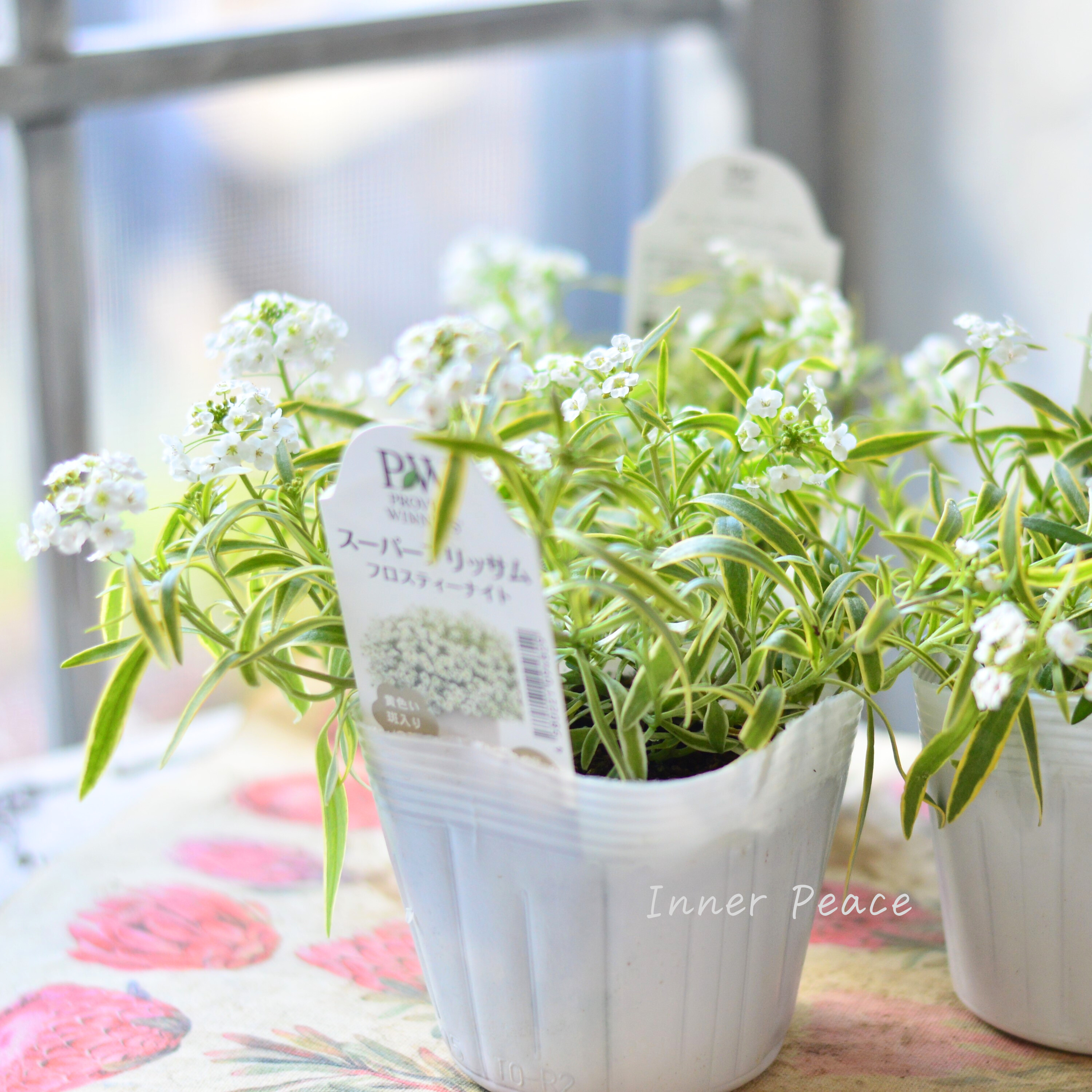 【PW】 スーパーアリッサム 『フロスティーナイト』 3.5寸POT