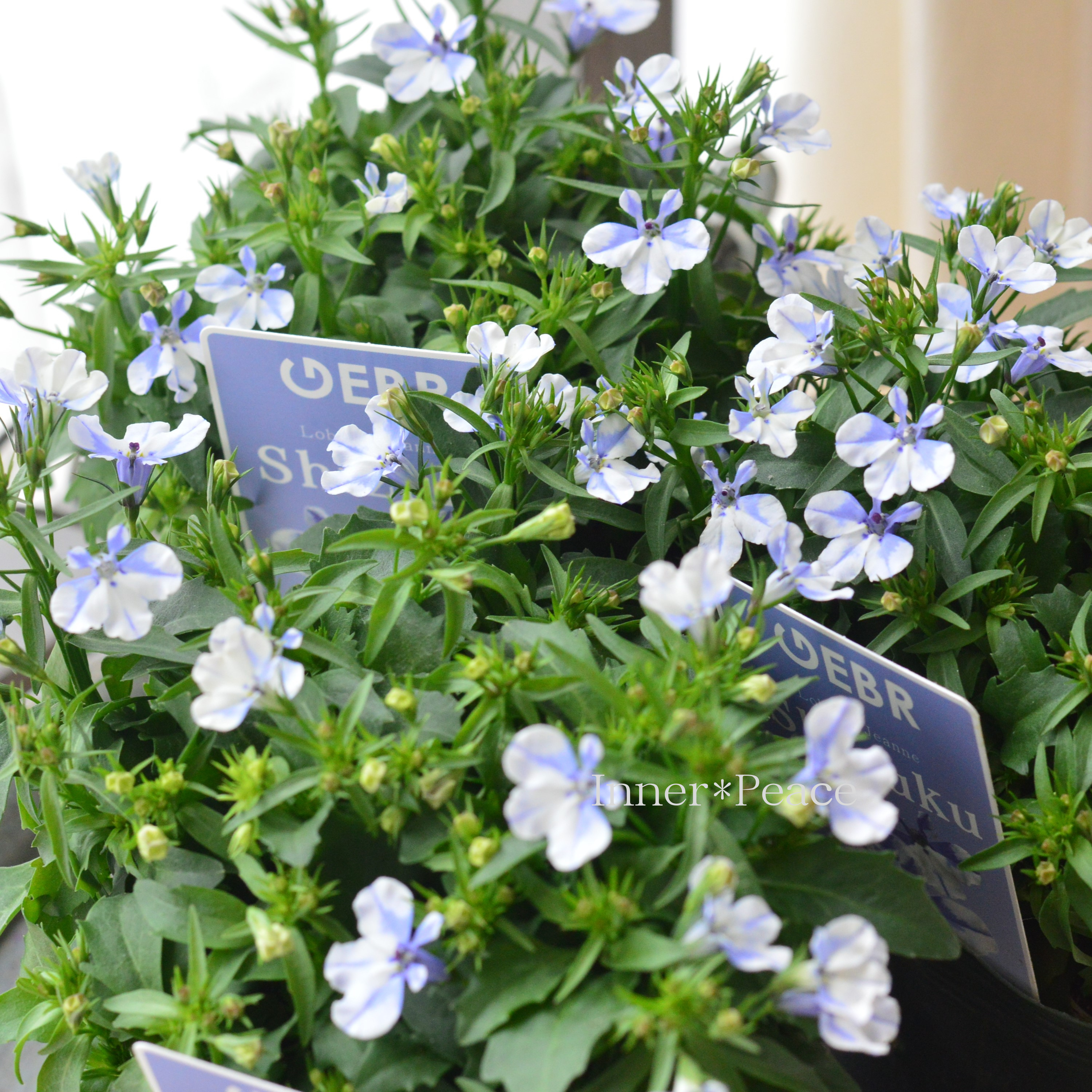 【ゲブラさん】 ロベリア 『シズク』 3.5寸POT