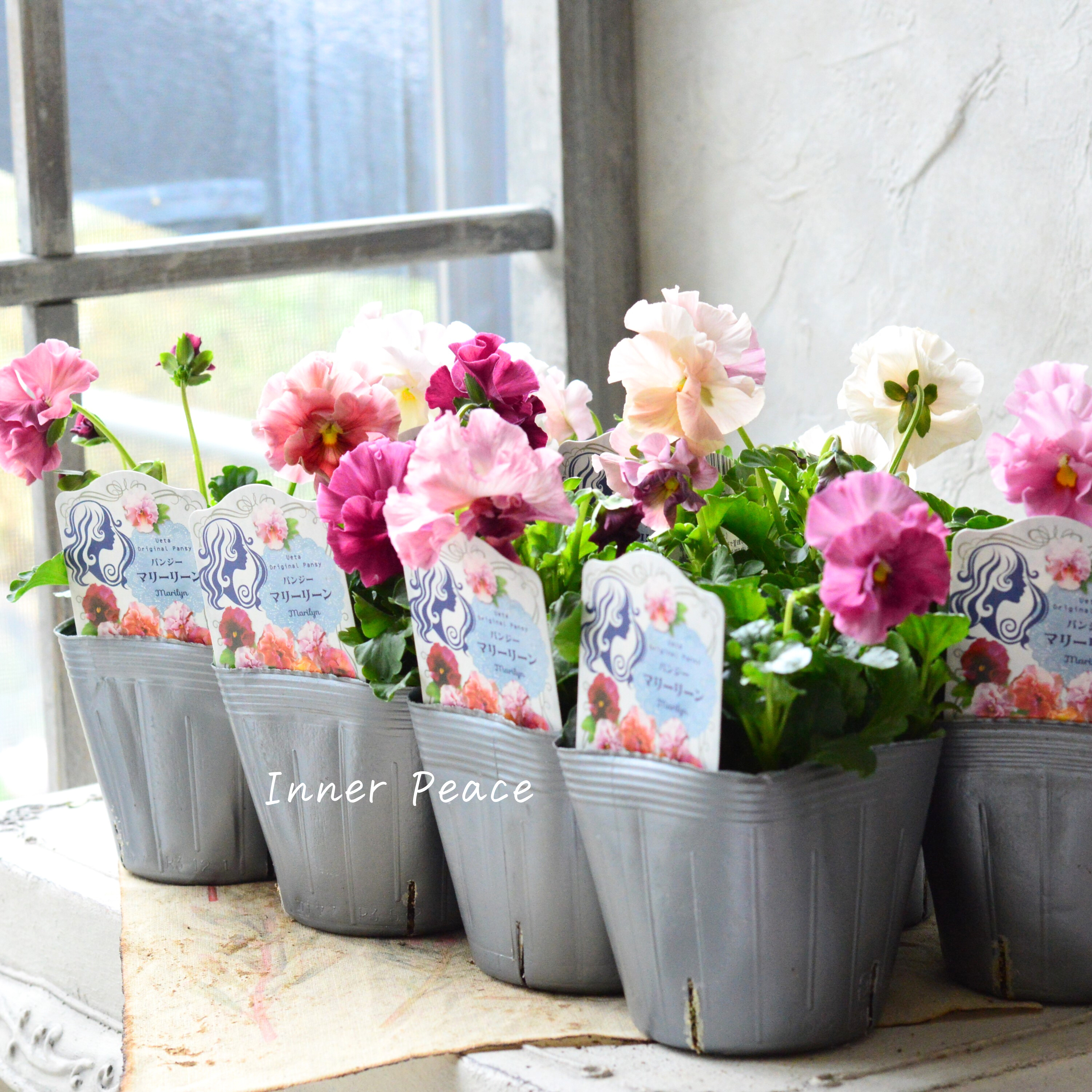 【うえたさん育種】 パンジー 『マリーリーン』 3.5寸POT